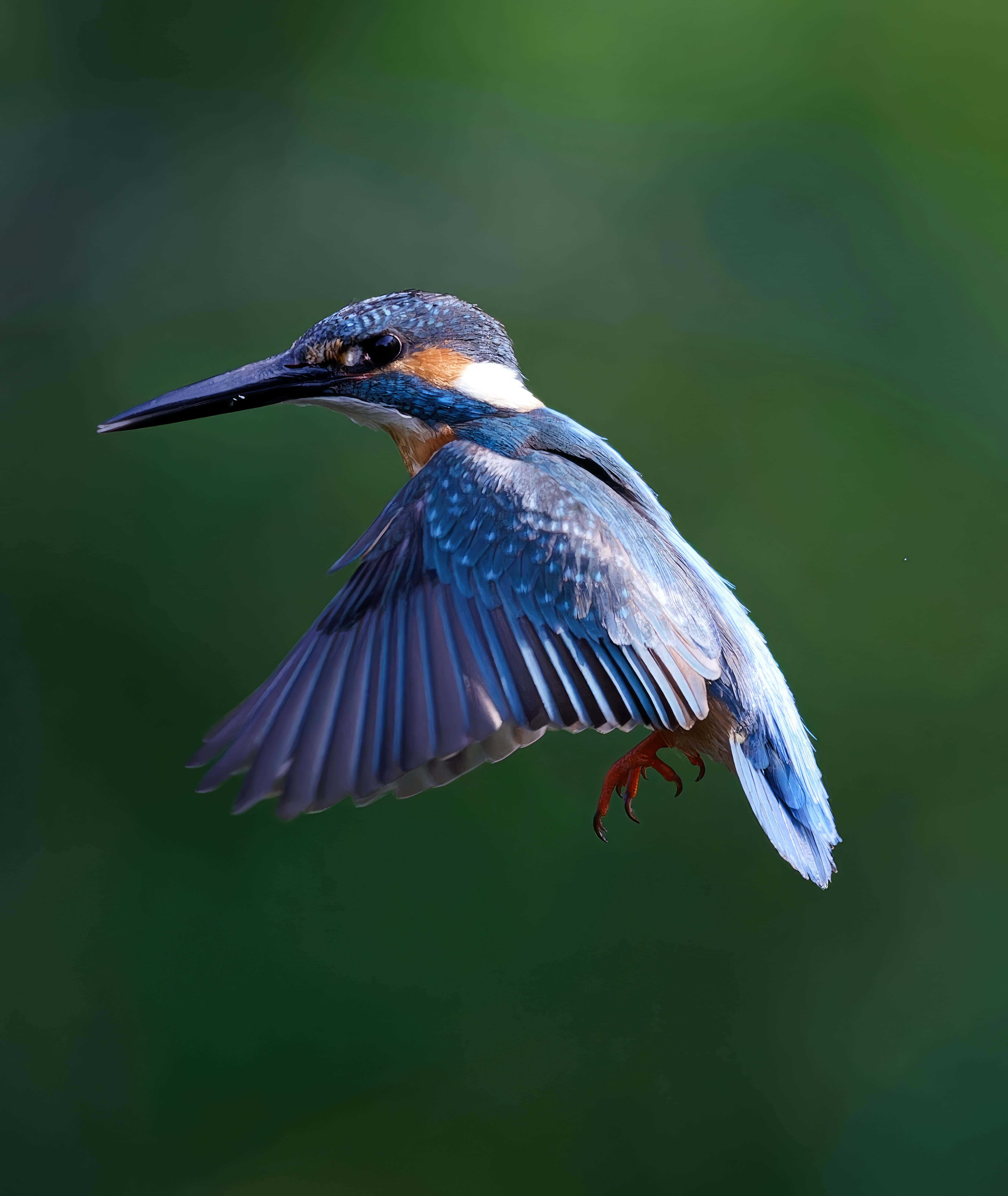 kingfisher, in flight, green backdrop, 5K Phone Wallpaper