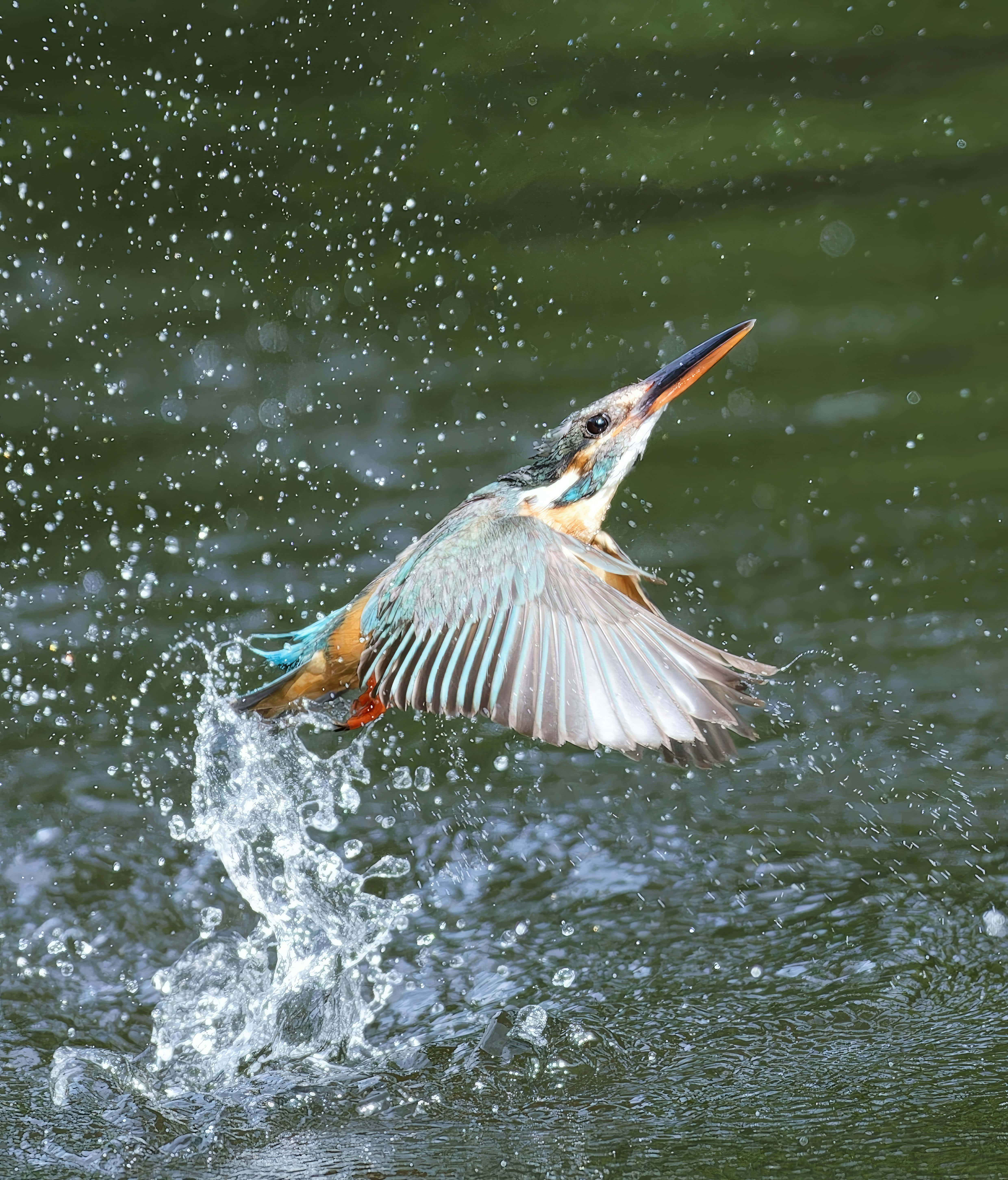 Kingfisher, water splash, vivid green, 5K Phone Wallpaper