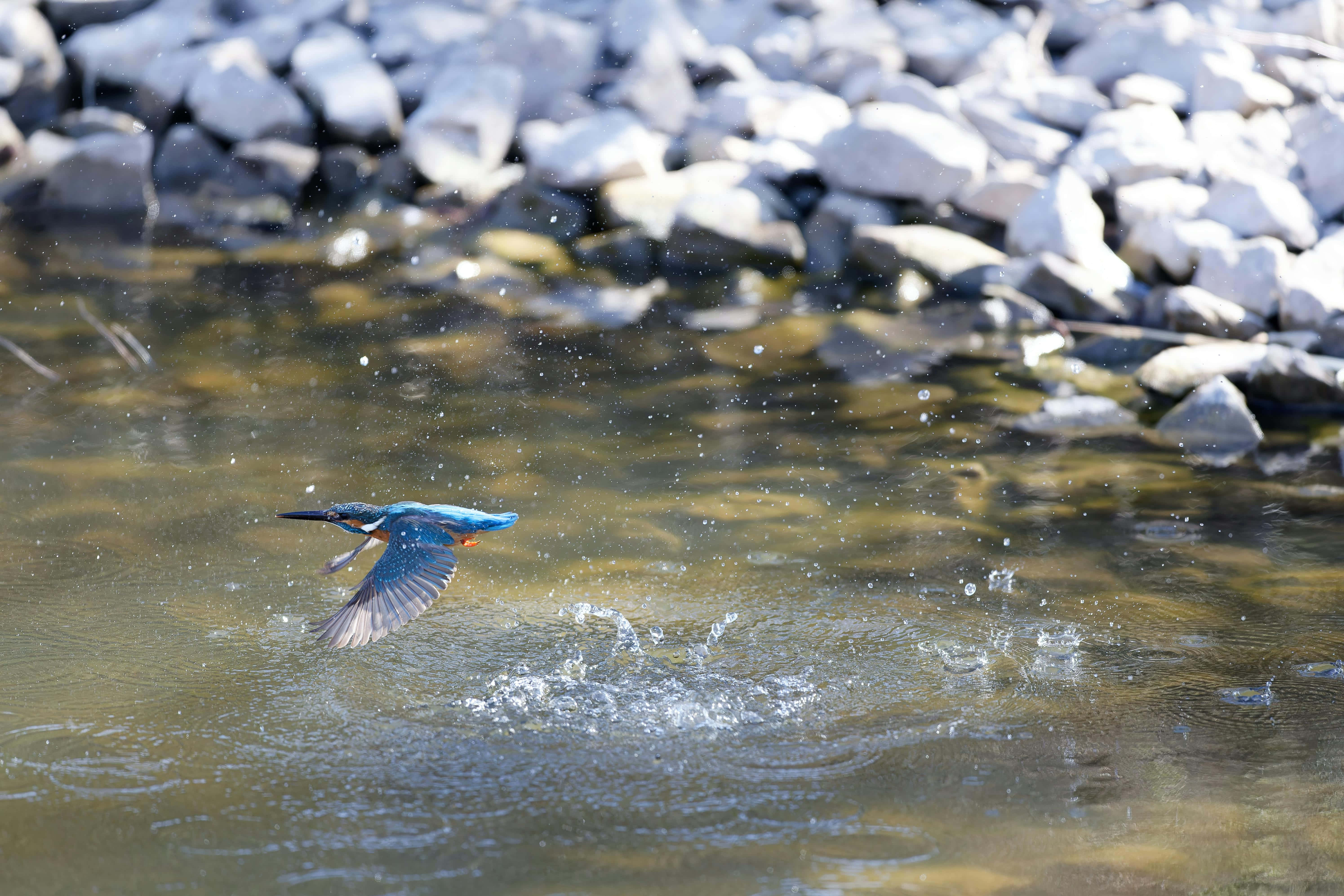 kingfisher, vibrant blue and orange, clear water, 5K Desktop Wallpaper