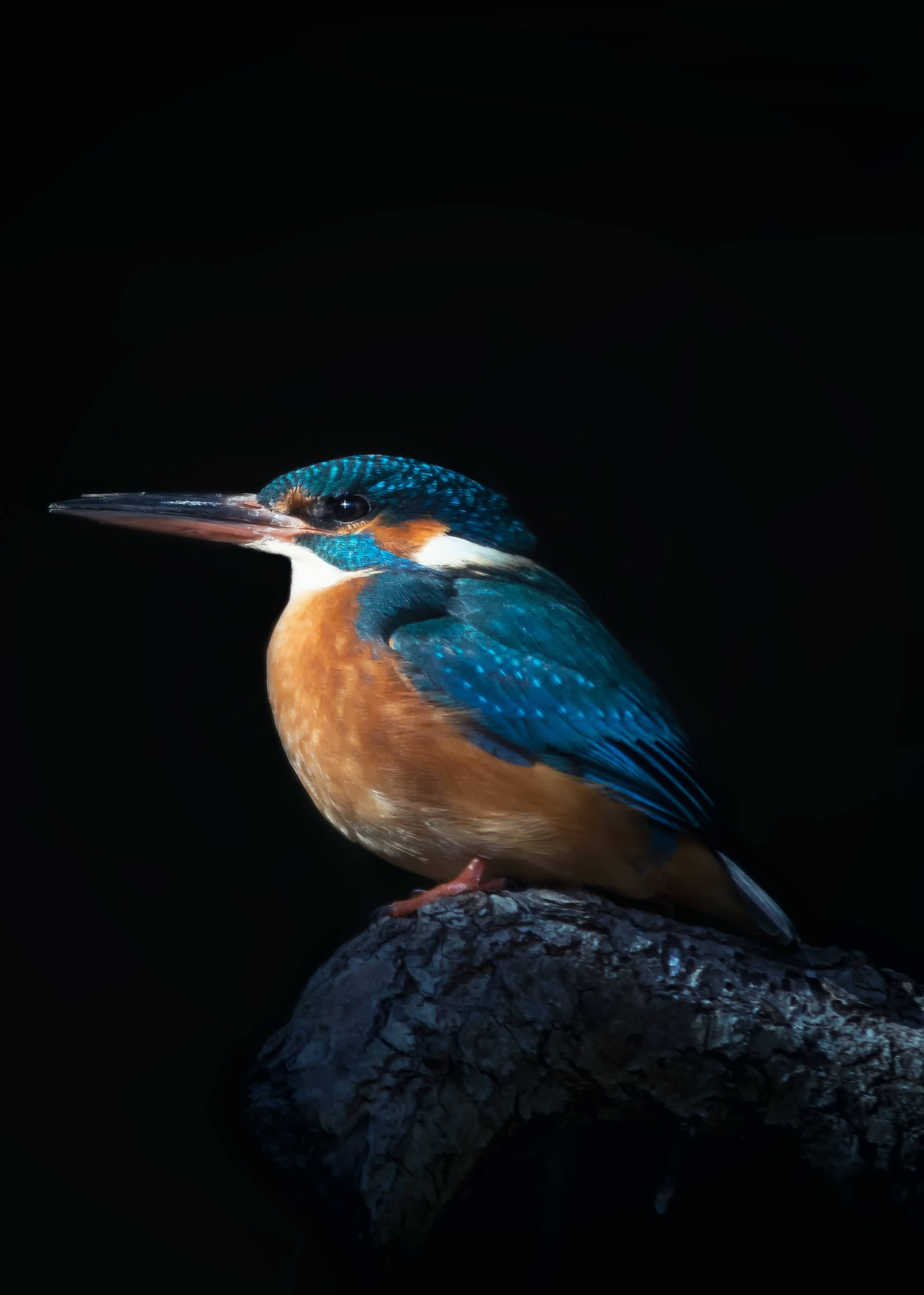 kingfisher, iridescent blue, orange plumage, 2K Phone Wallpaper