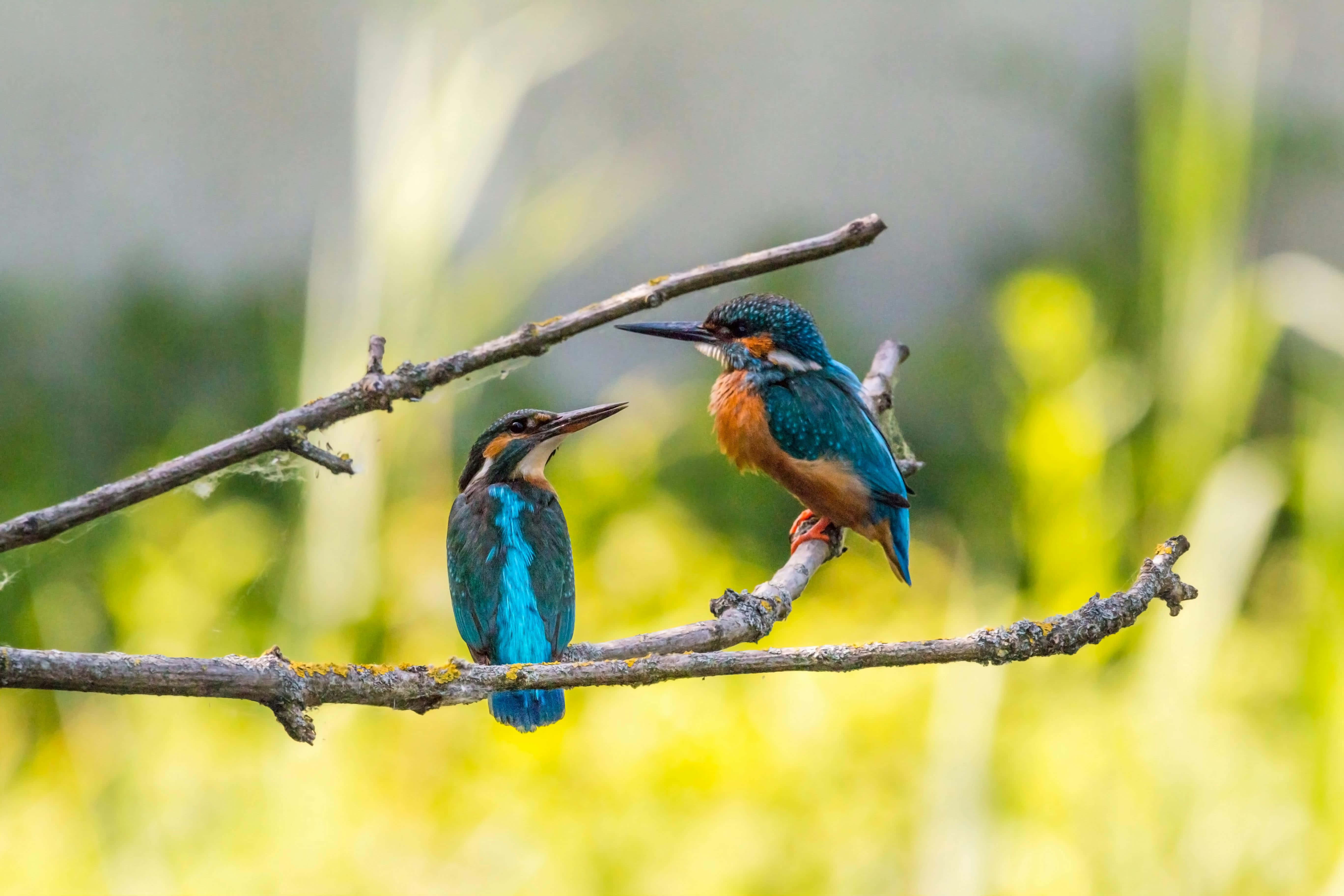 kingfishers, branch, green background, 5K Desktop Wallpaper