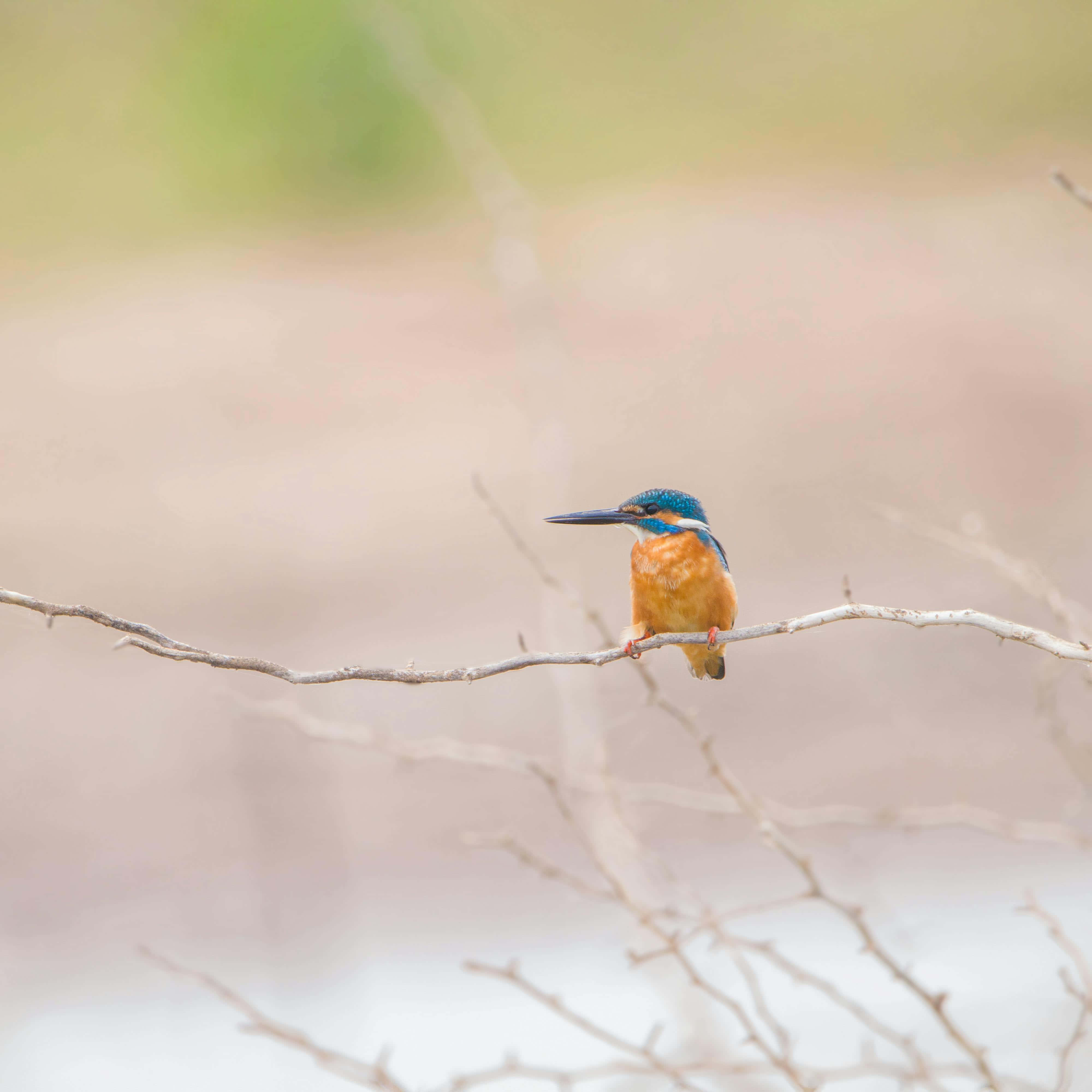 Kingfisher, blue head, orange chest, 4K Desktop Wallpaper