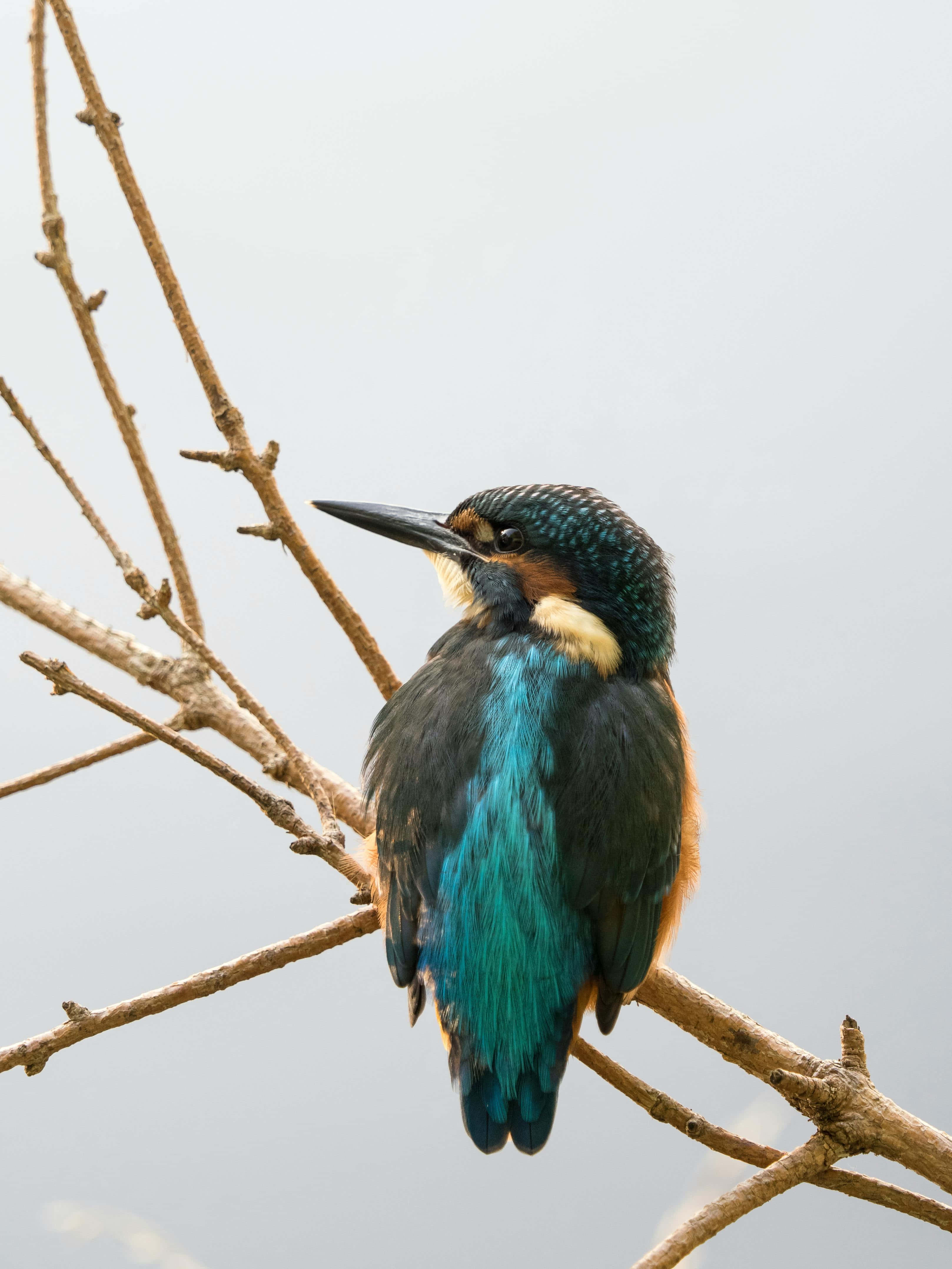 Kingfisher, perched on branch, bare branches, 4K Phone Wallpaper