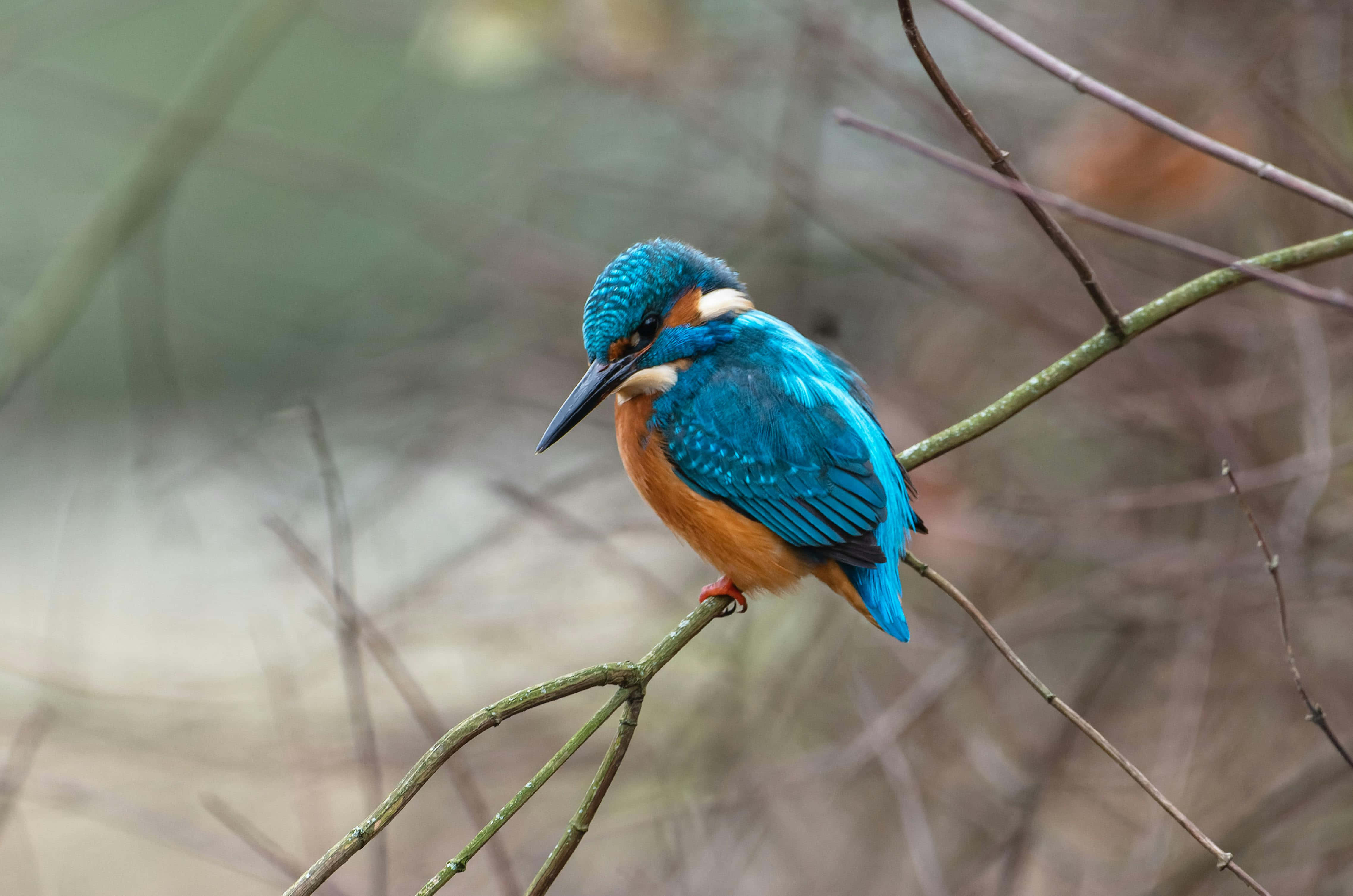 vibrant kingfisher, iridescent blue feathers, orange breast, 4K Desktop Wallpaper