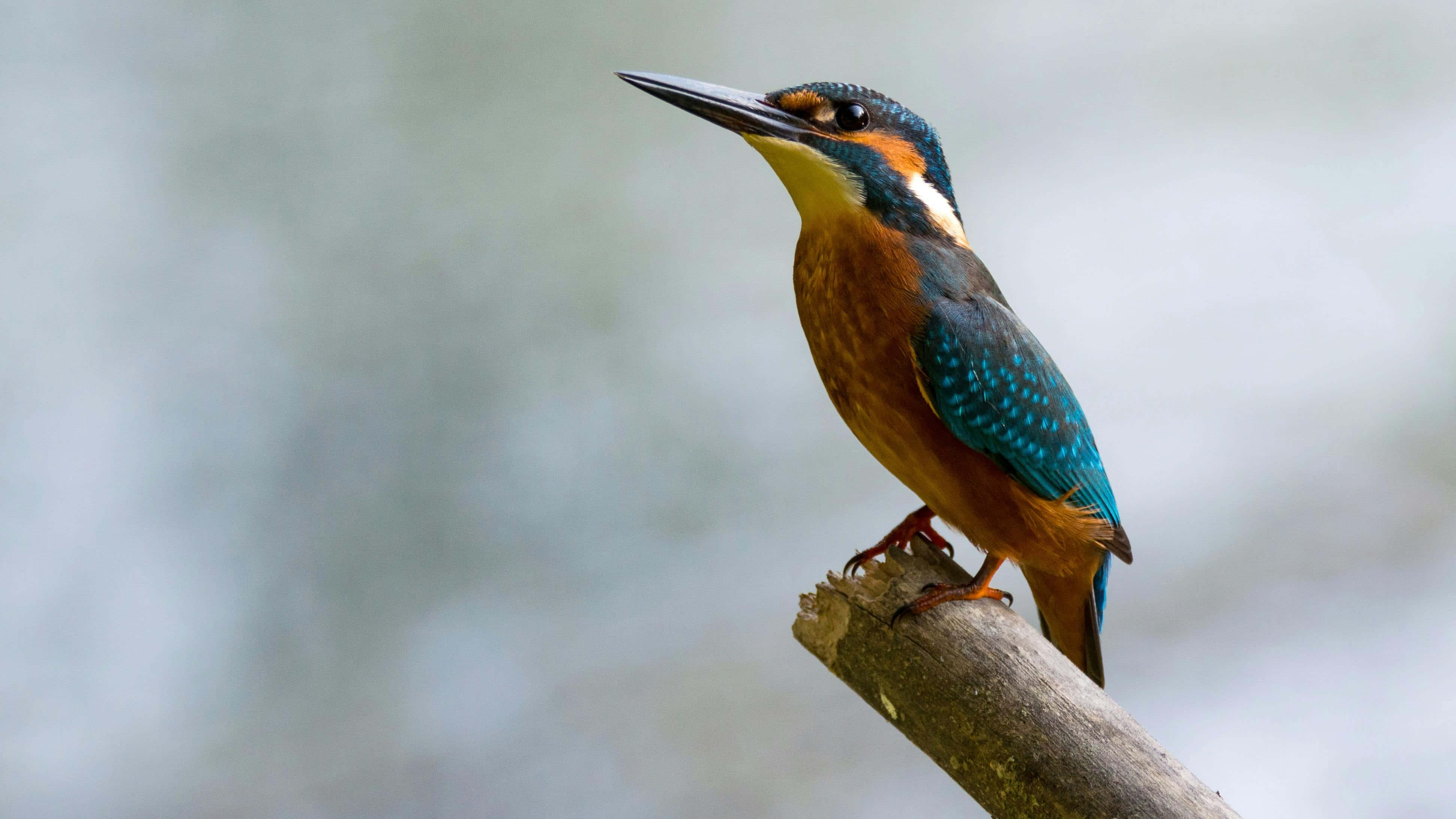 vibrant kingfisher, weathered branch, soft blurred water background, 4K Desktop Wallpaper