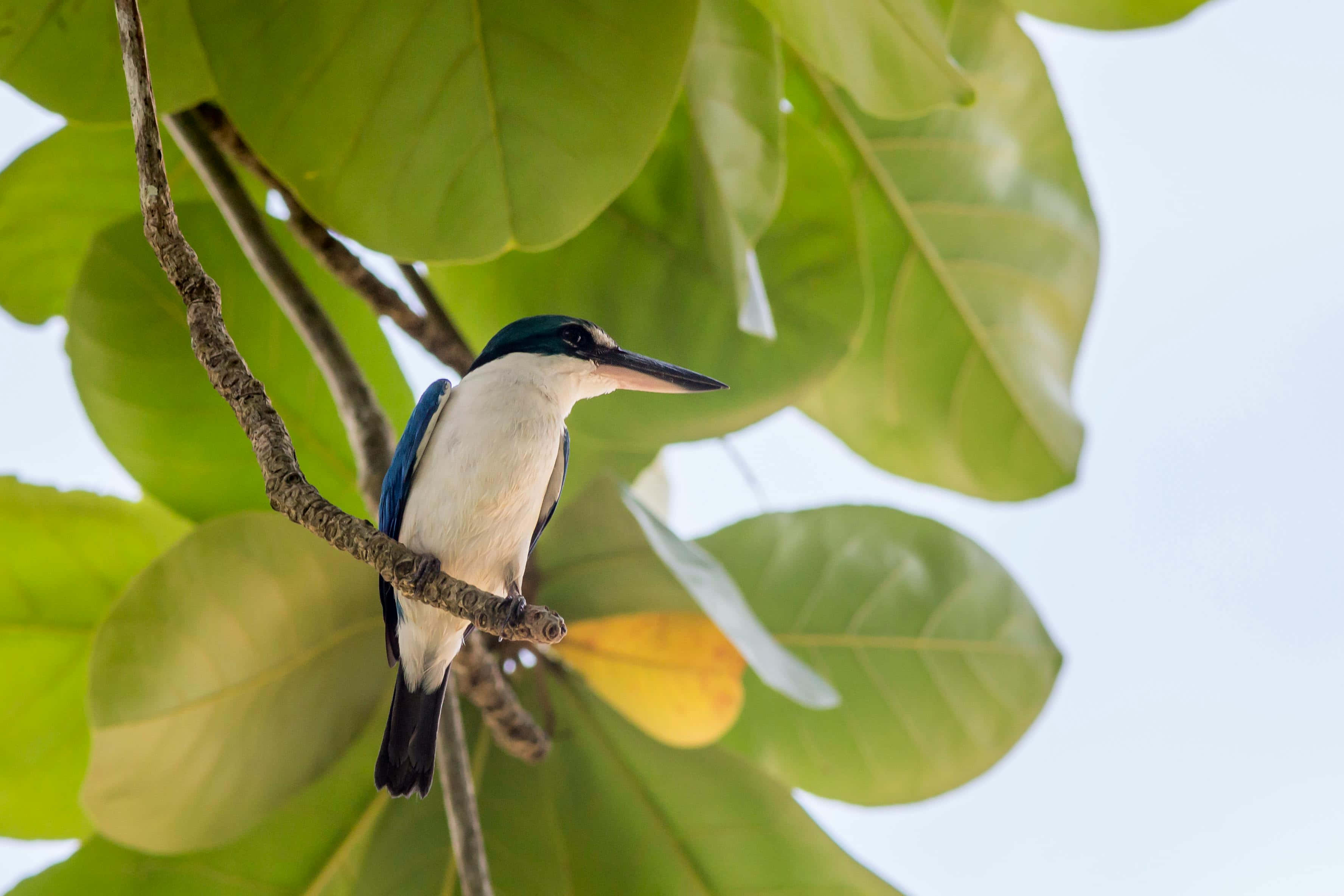 Kingfisher, green leaves, branch, 2K Desktop Wallpaper