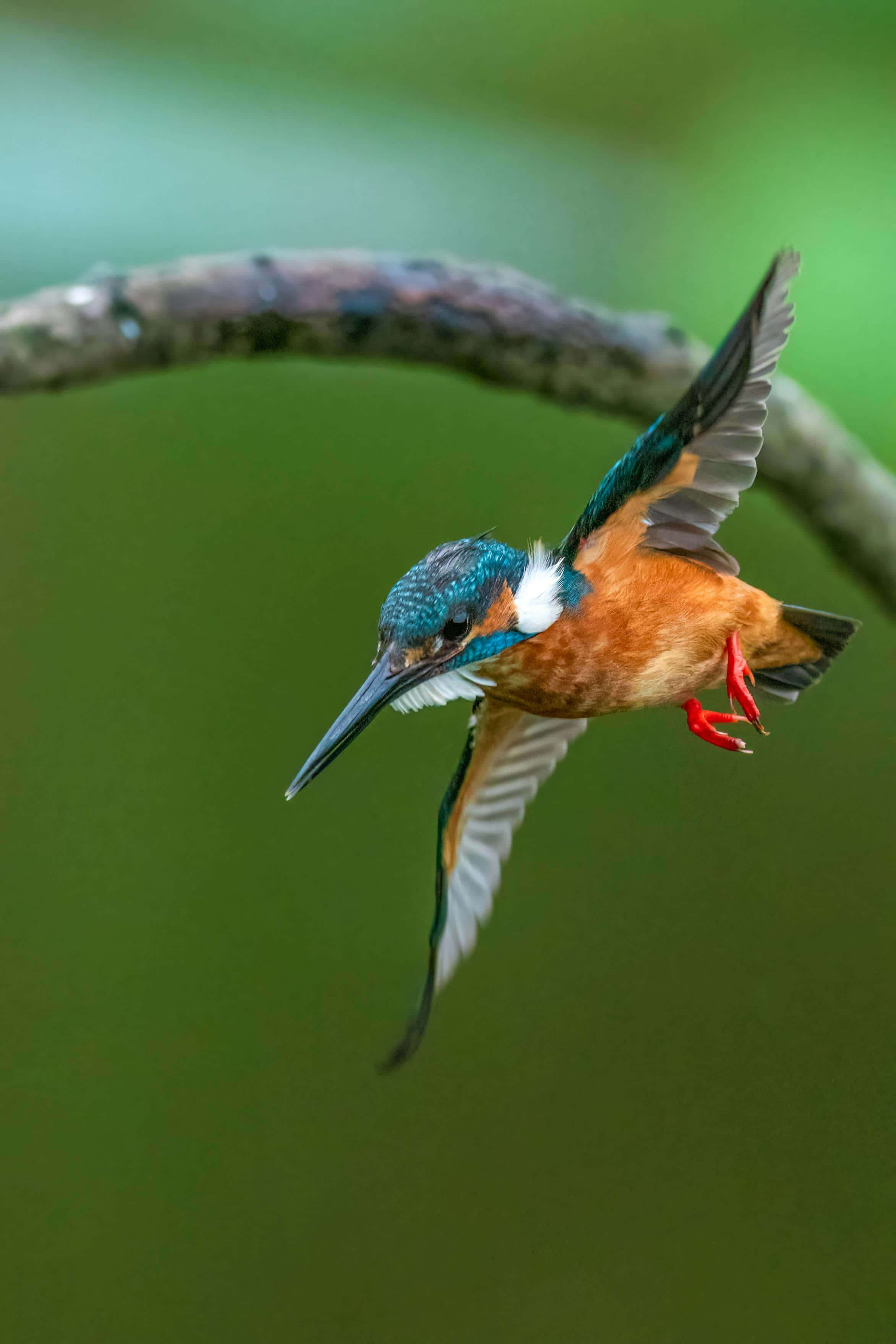 Kingfisher, in flight, diving for prey, 2K Phone Wallpaper
