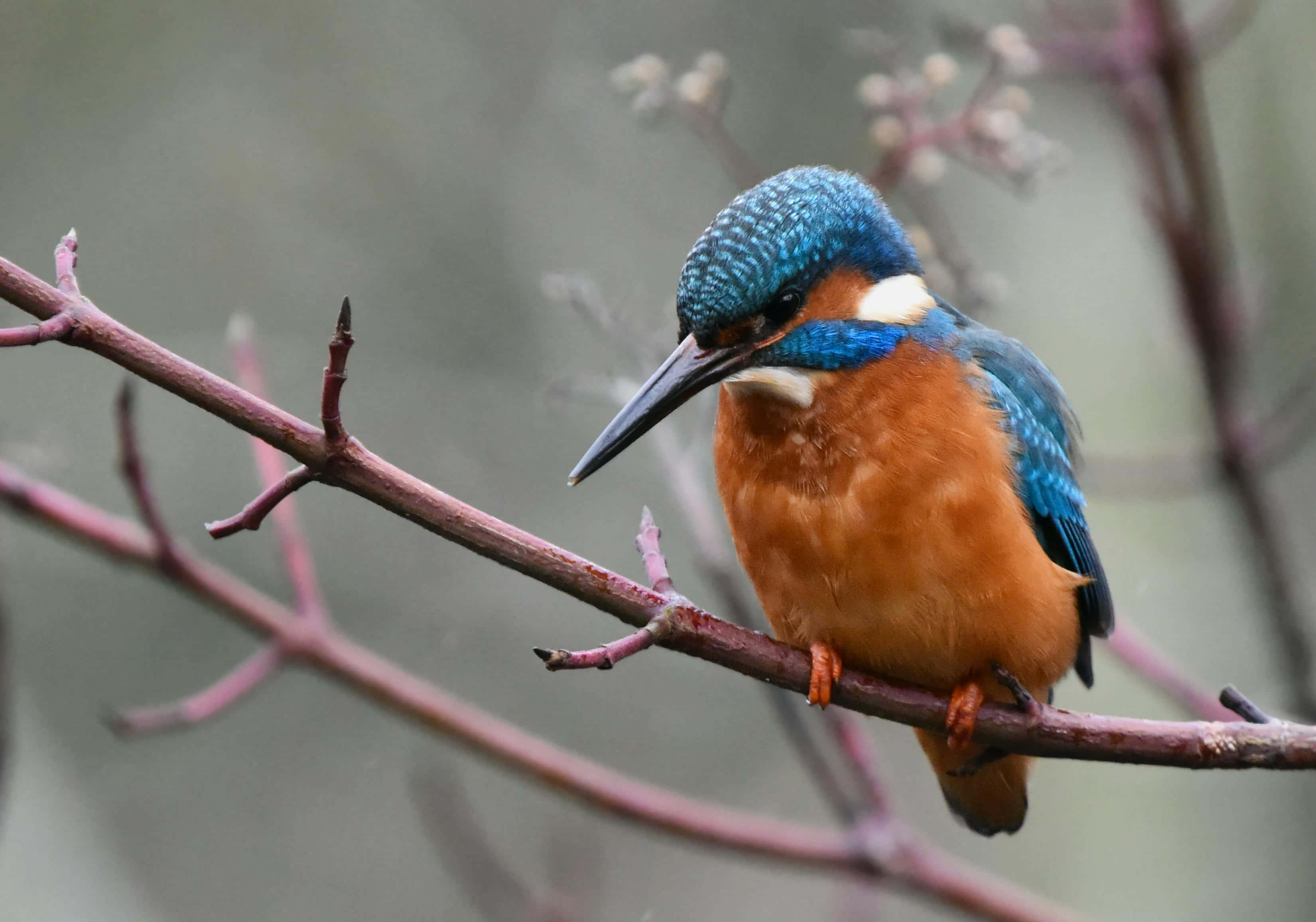 vibrant kingfisher, iridescent blue head, orange chest, 2K Desktop Wallpaper