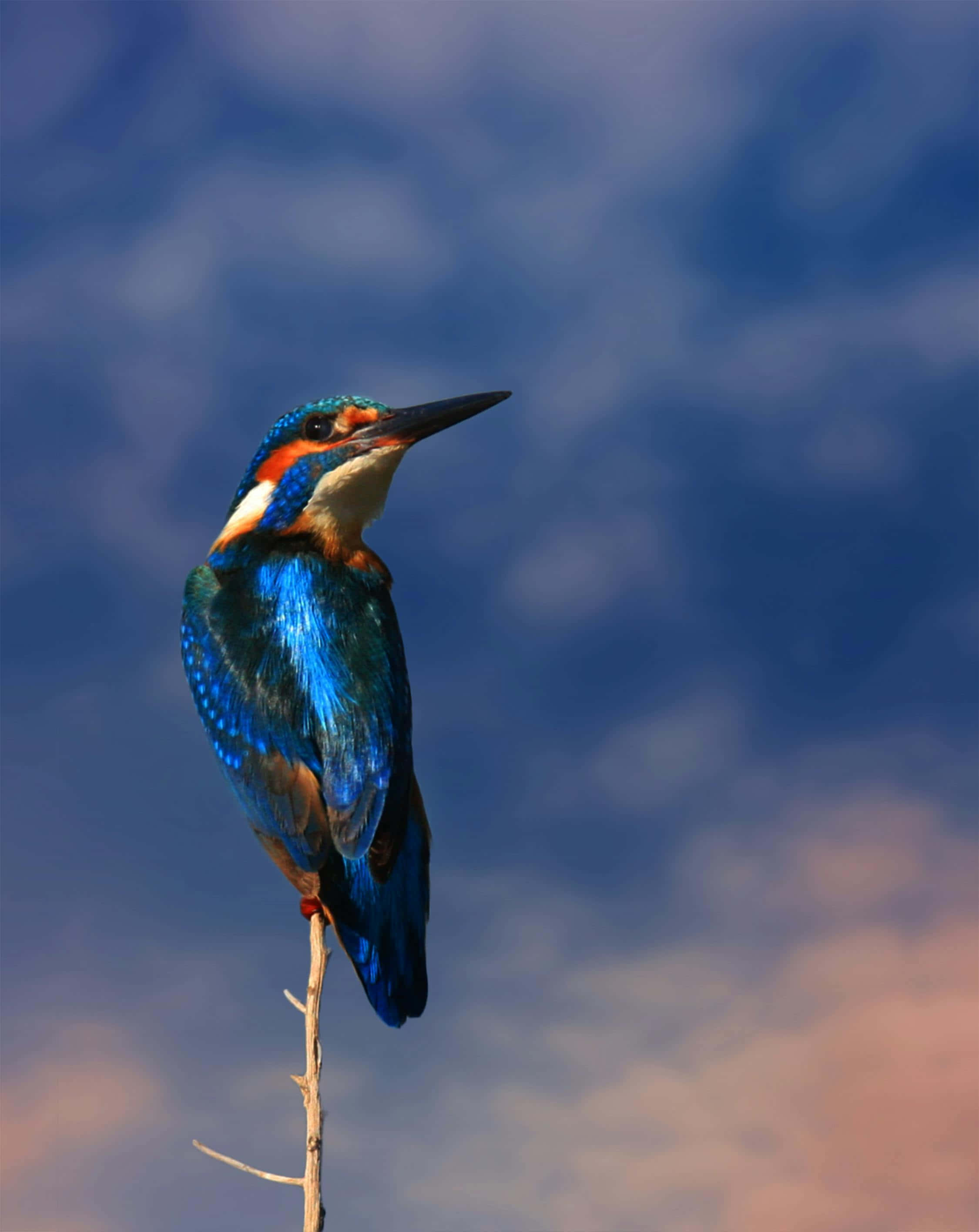 vibrant kingfisher, blue sky, warm sunset hues, 2K Phone Wallpaper