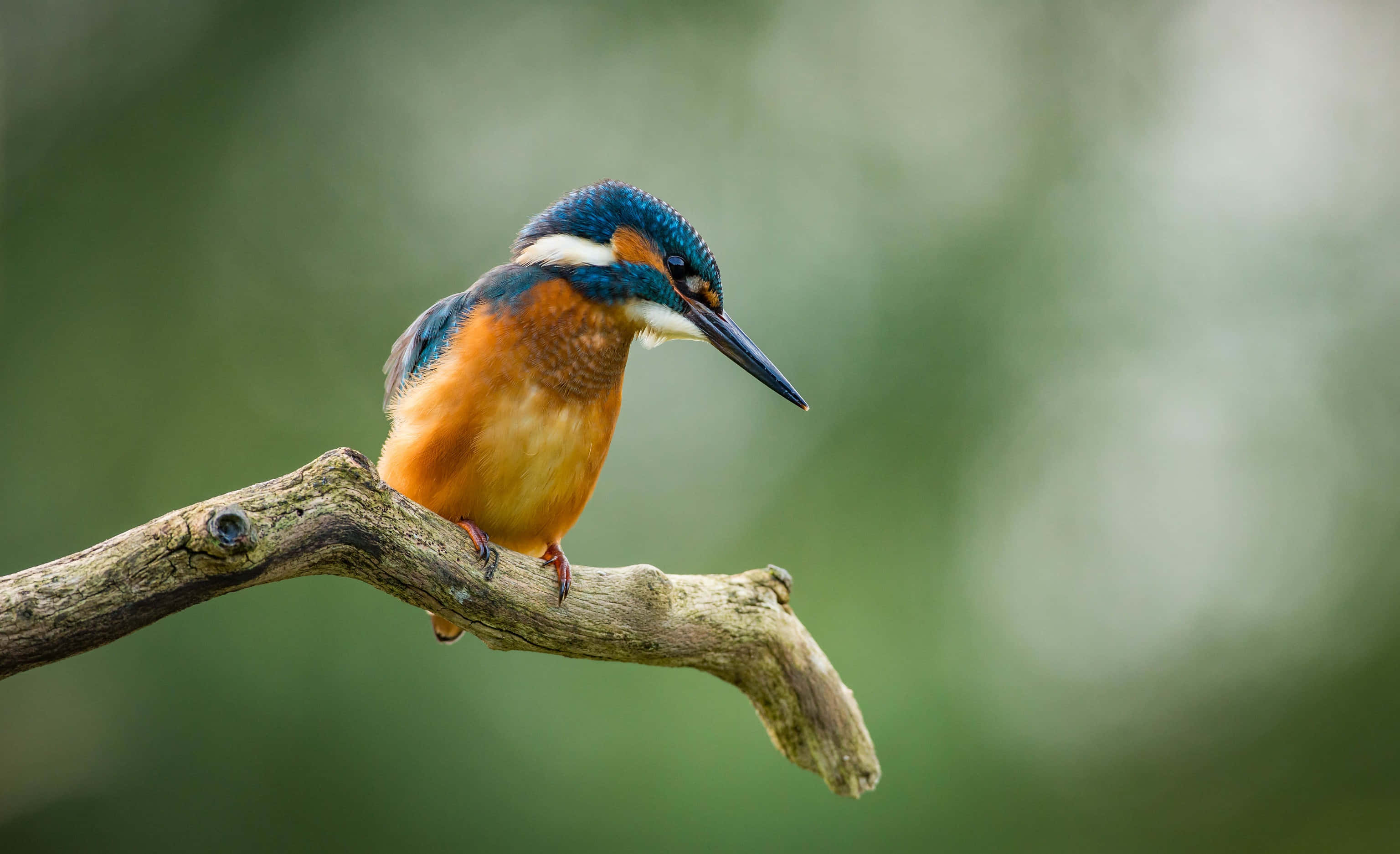 Kingfisher, iridescent blue head, orange chest, 2K Desktop Wallpaper