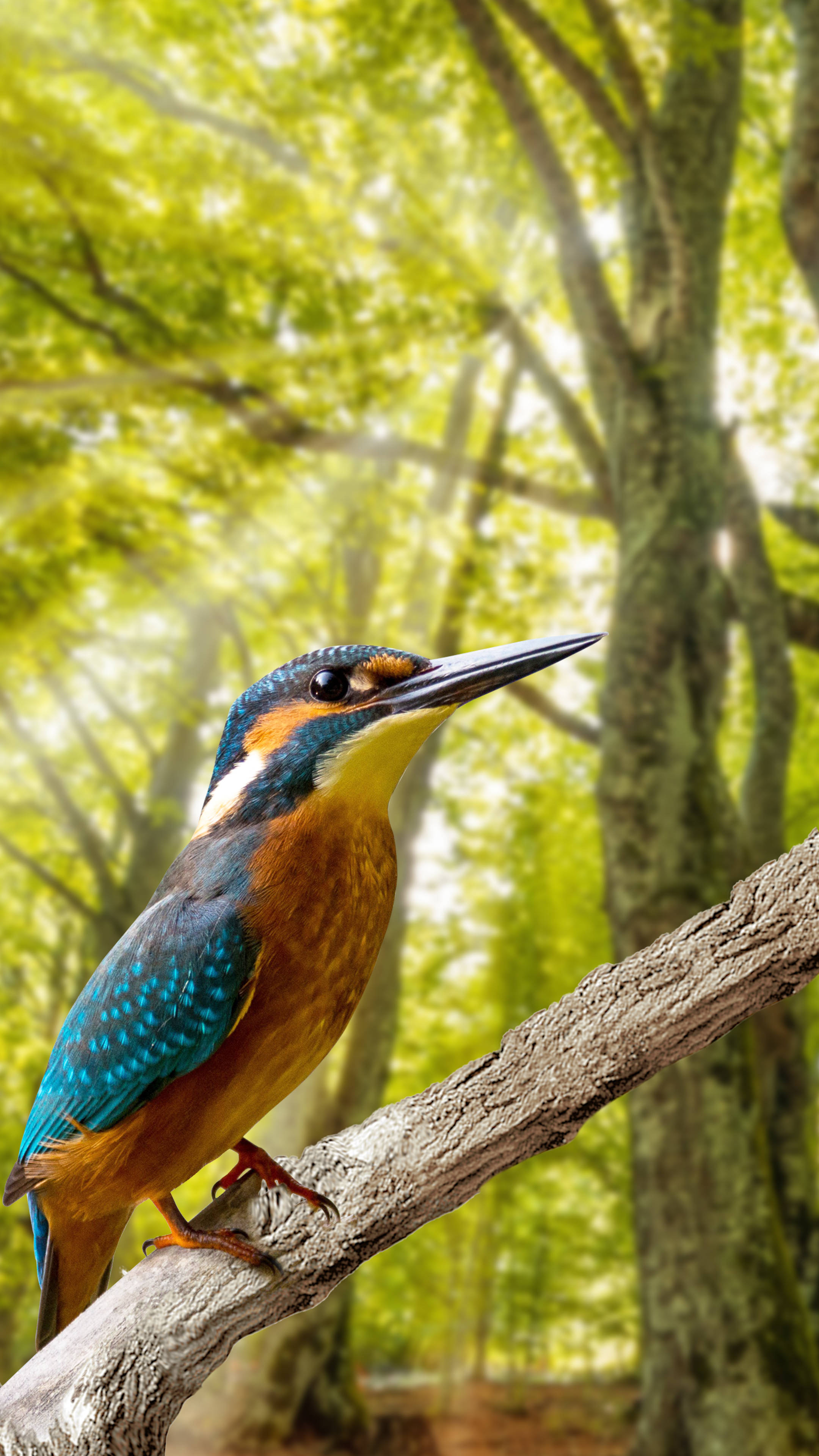 vibrant kingfisher, iridescent blue and orange plumage, sunlit tree branch, 4K Phone Wallpaper