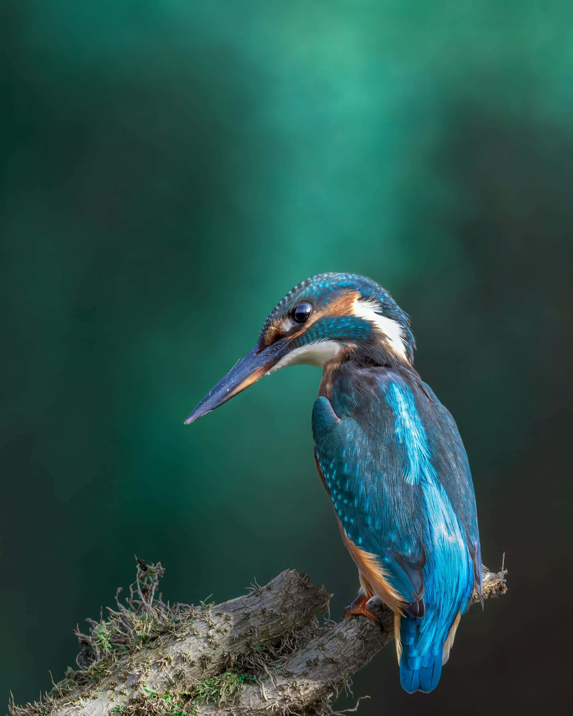 vibrant blue kingfisher, mossy branch, soft teal blurred background, Full HD Phone Wallpaper