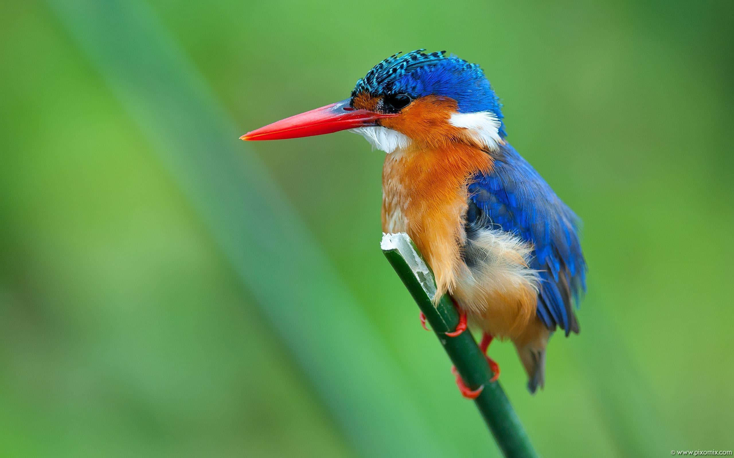 vibrant kingfisher, blue crown, orange chest, 2K Desktop Wallpaper