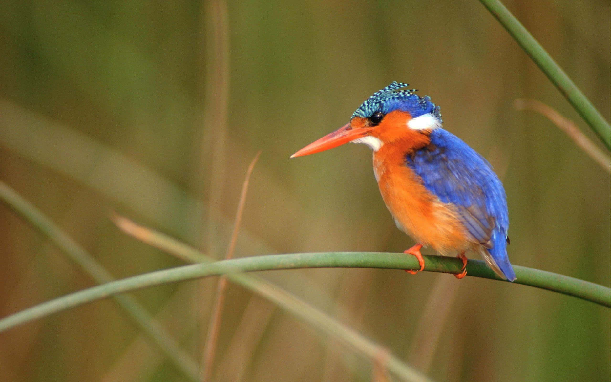 vibrant kingfisher, blue crown, orange chest, 2K Desktop Wallpaper