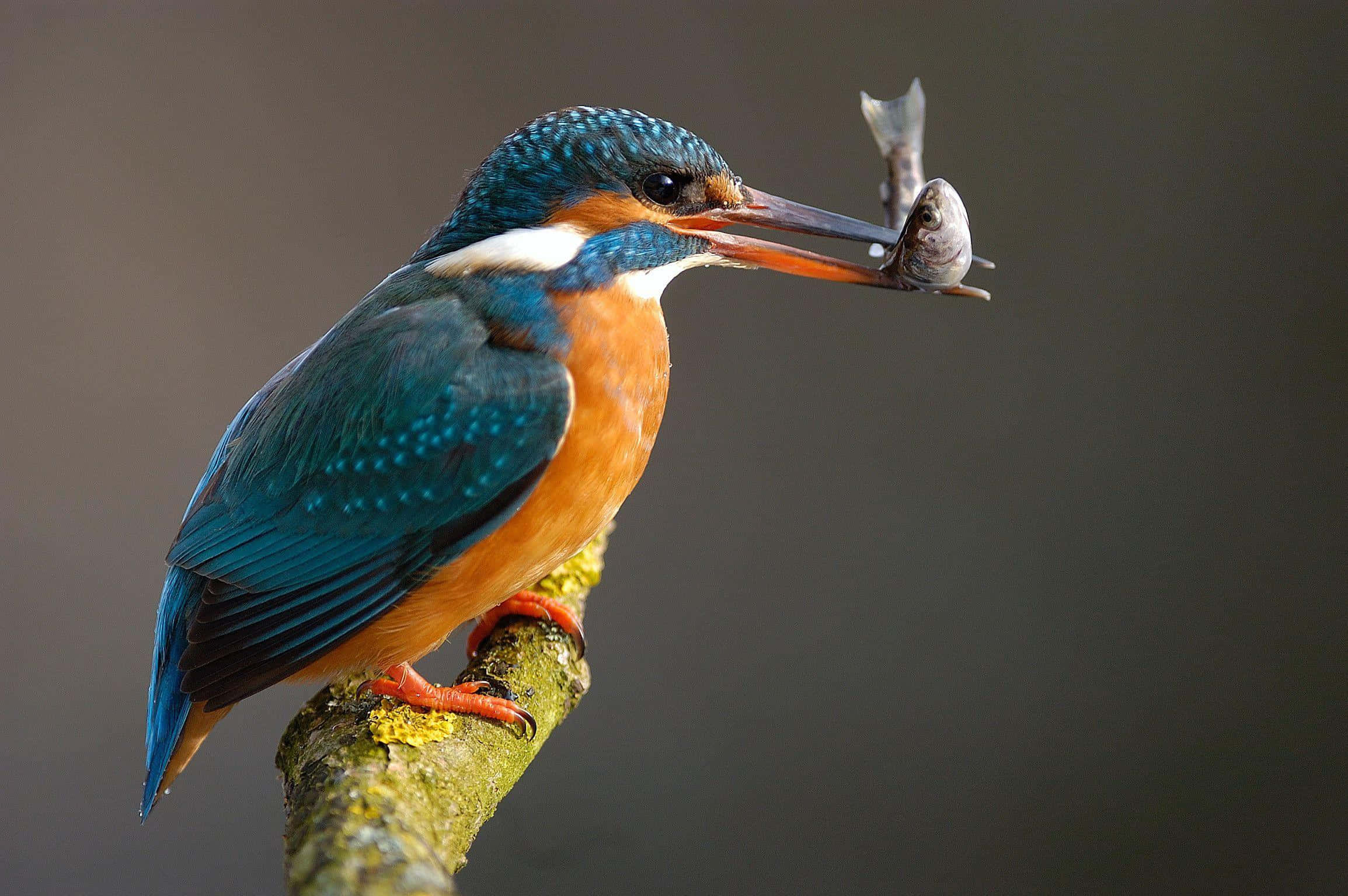 kingfisher, mossy branch, small fish, Full HD Desktop Wallpaper