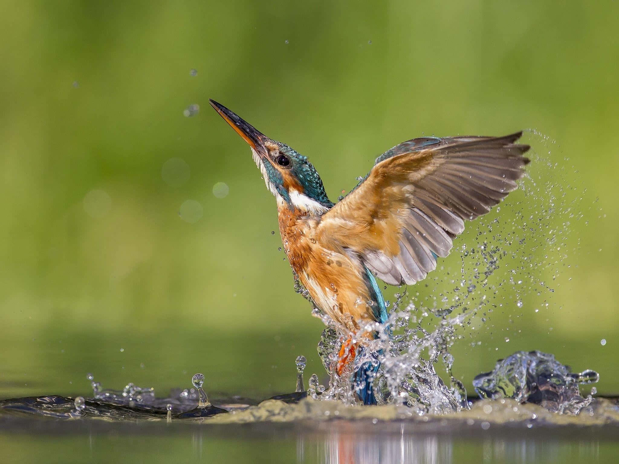 Kingfisher, water, wings spread, Full HD Desktop Wallpaper