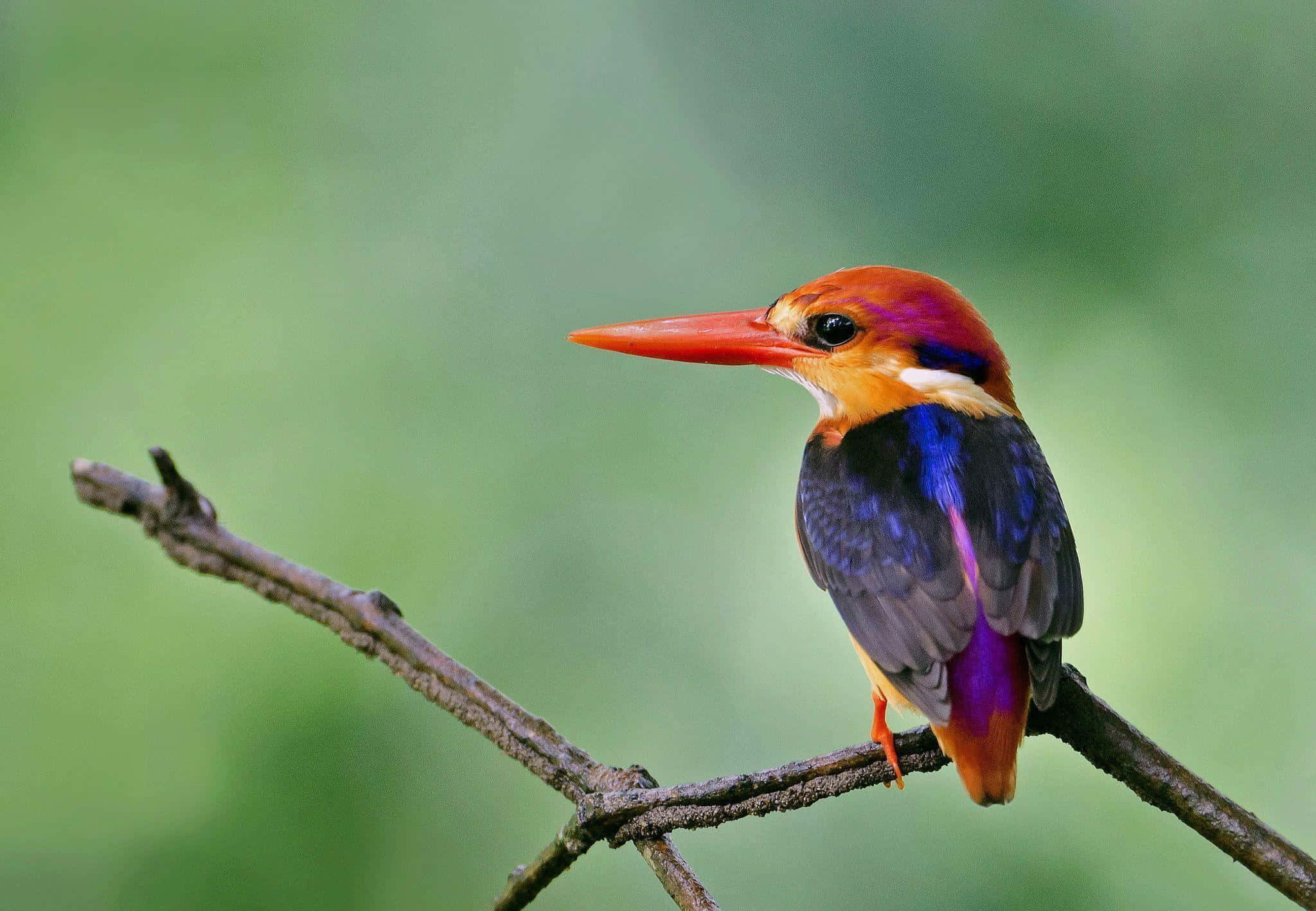 vibrant kingfisher, orange beak, purple-blue feathers, Full HD Desktop Wallpaper