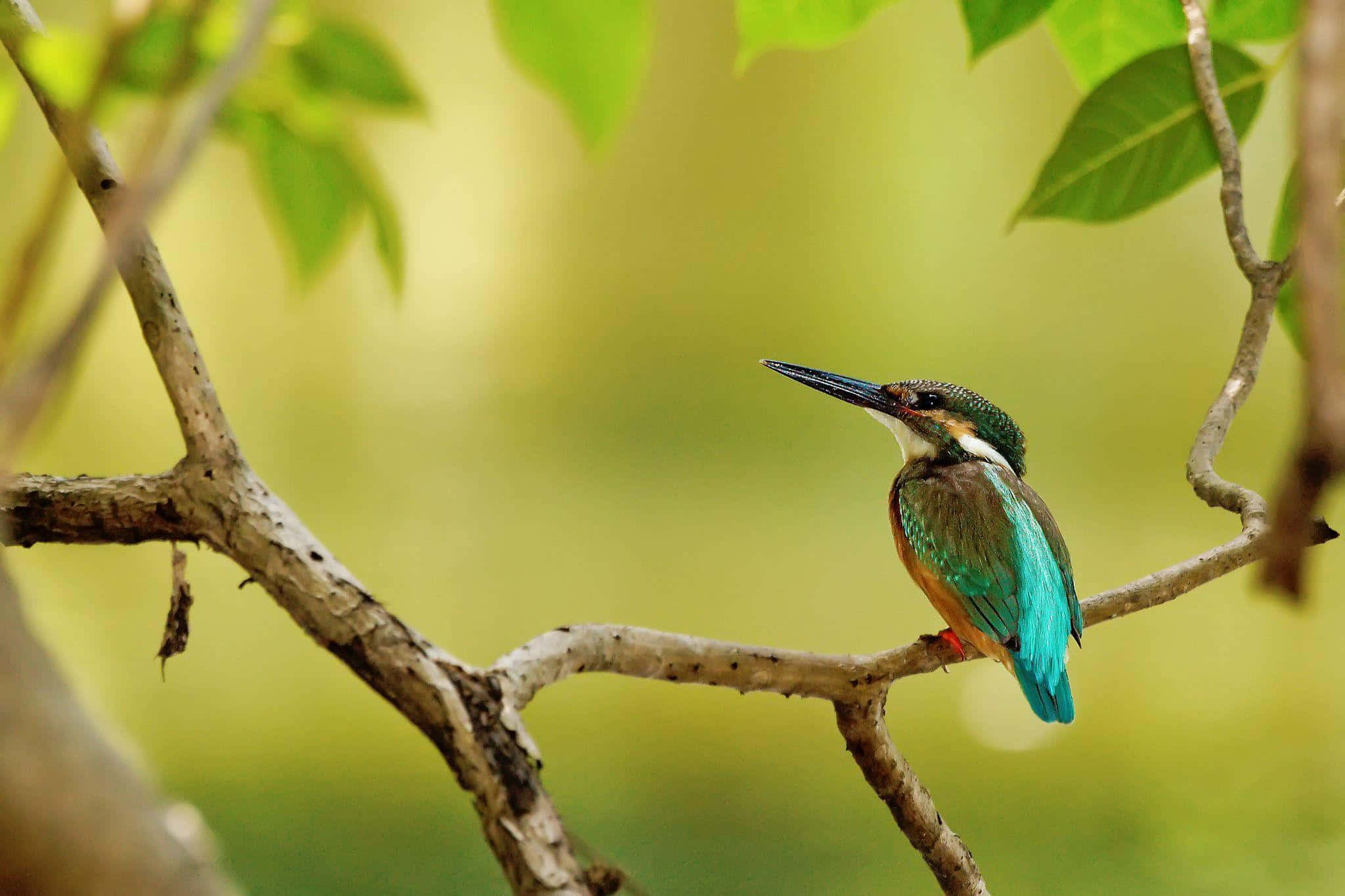 vibrant kingfisher, turquoise wings, turquoise chest, Full HD Desktop Wallpaper