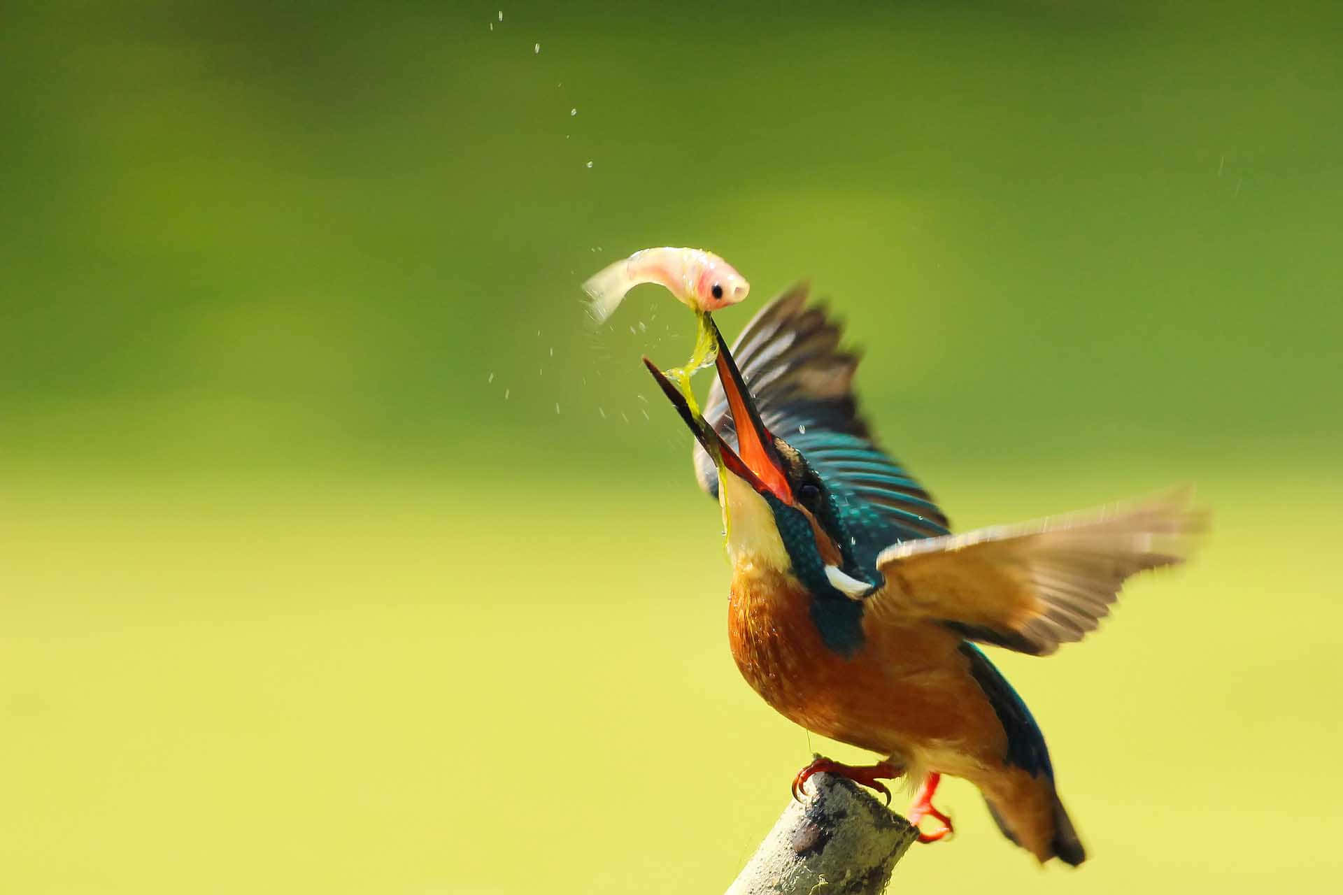 kingfisher, catching fish mid flight, small fish, Full HD Desktop Wallpaper