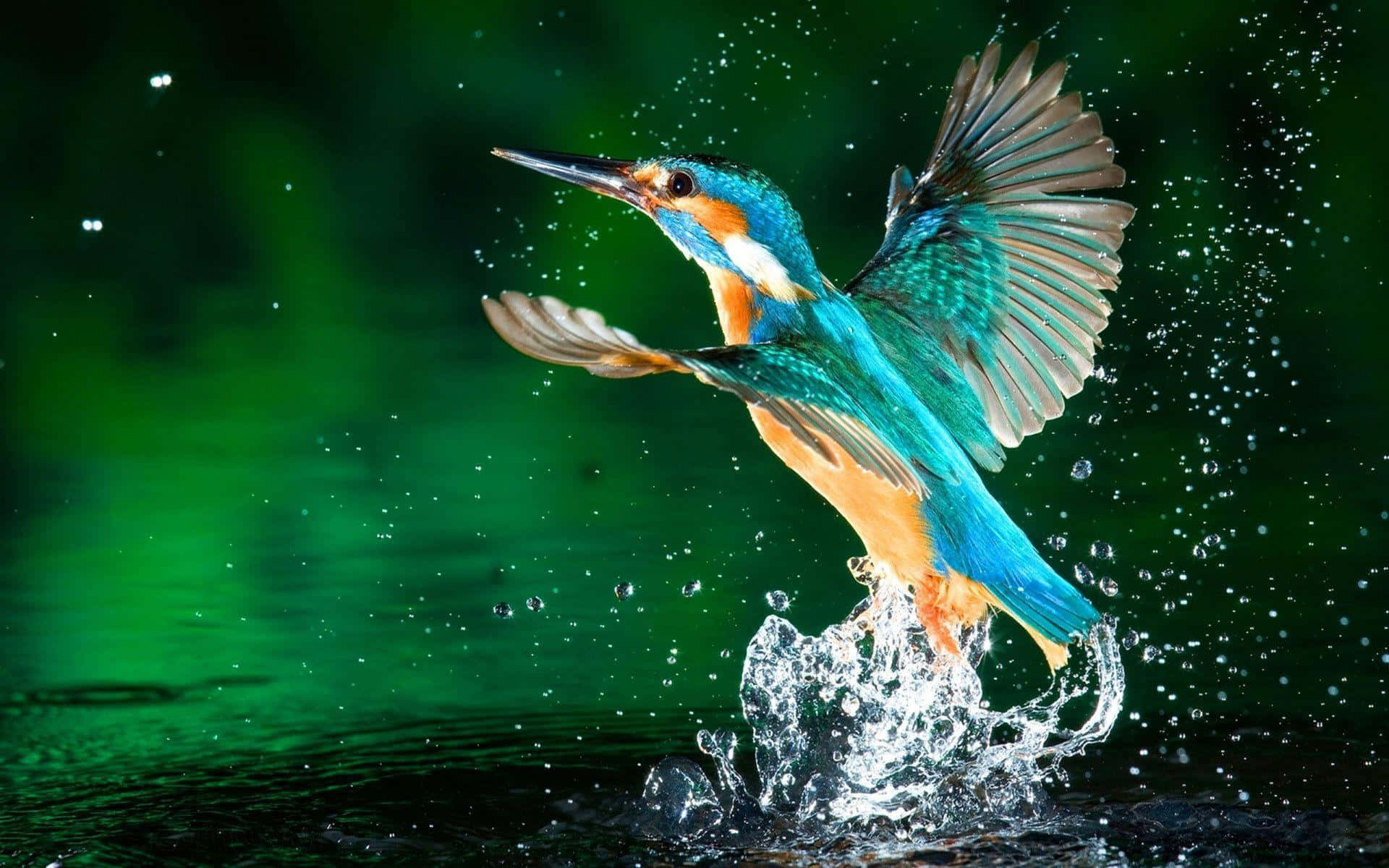 Kingfisher, vibrant blue, orange, Full HD Desktop Wallpaper