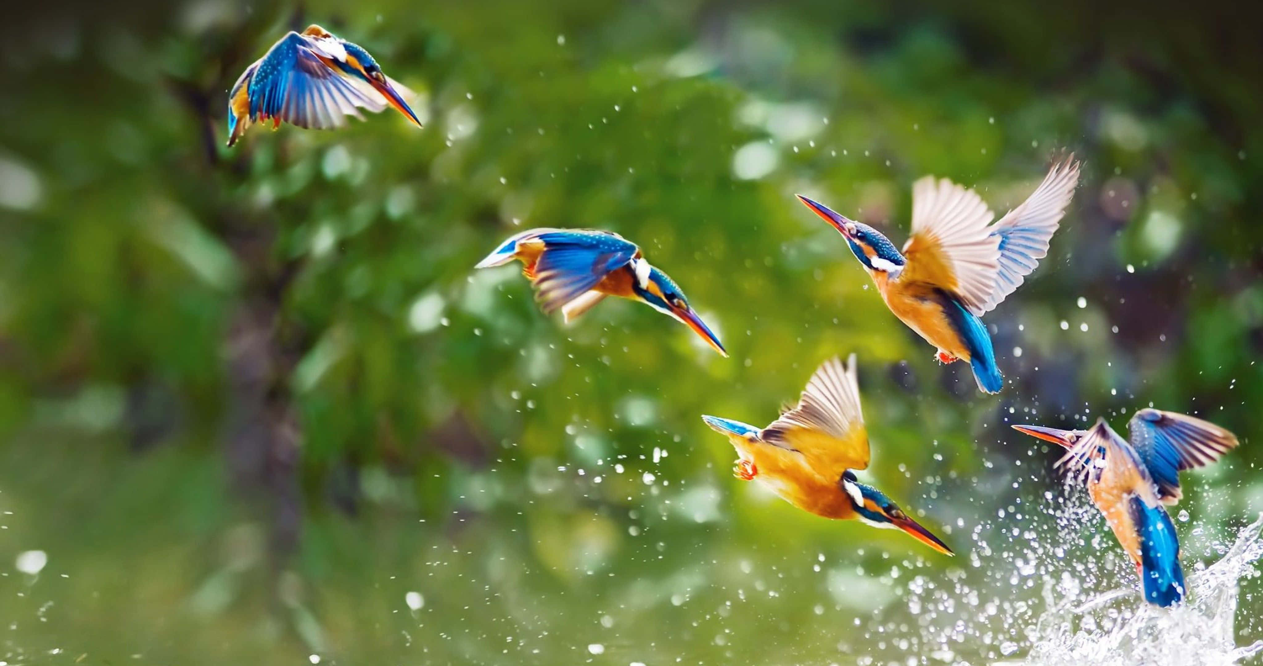 kingfishers, mid-flight, water, 4K Desktop Wallpaper