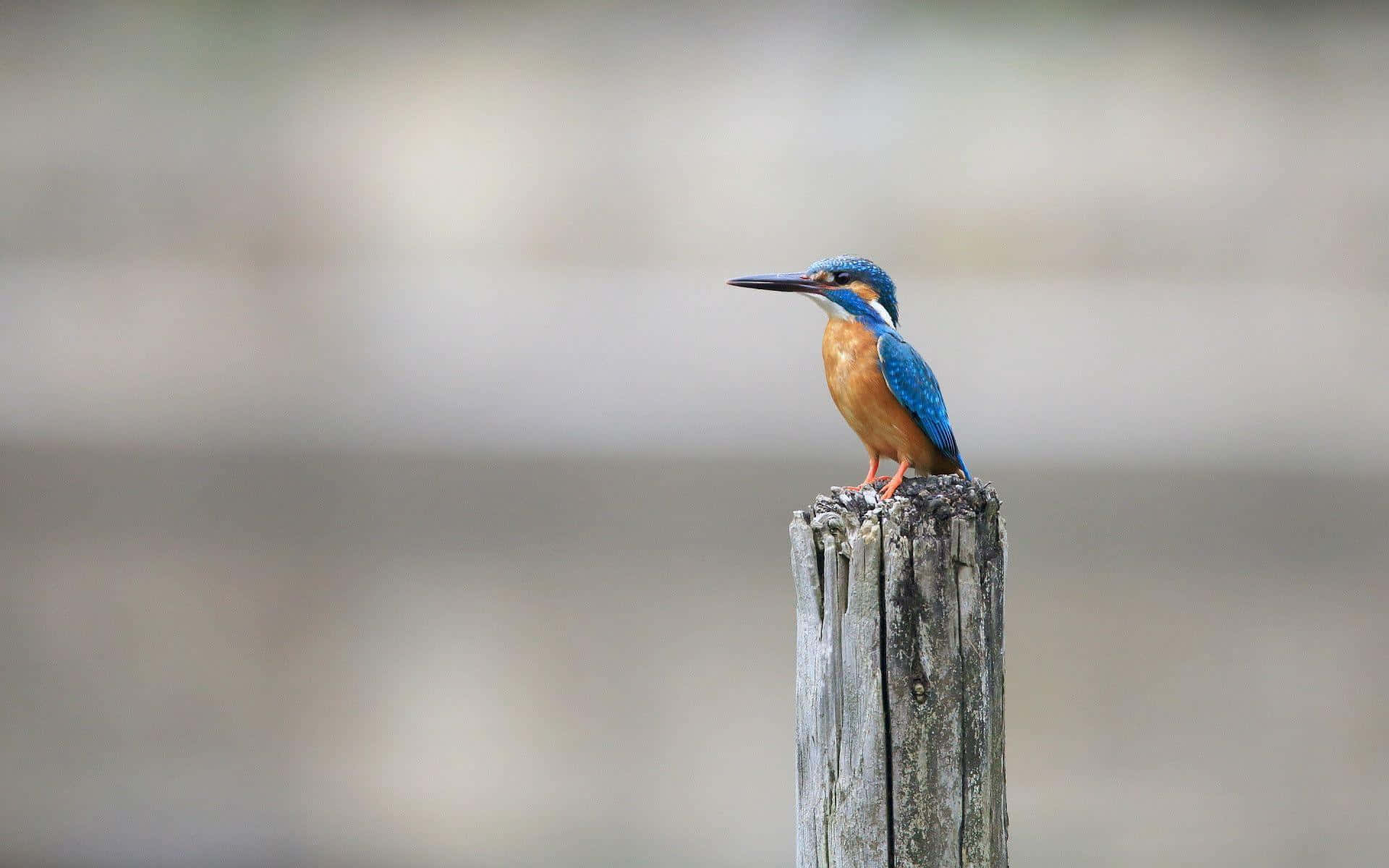 kingfisher, old wooden post, weathered wooden post, Full HD Desktop Wallpaper