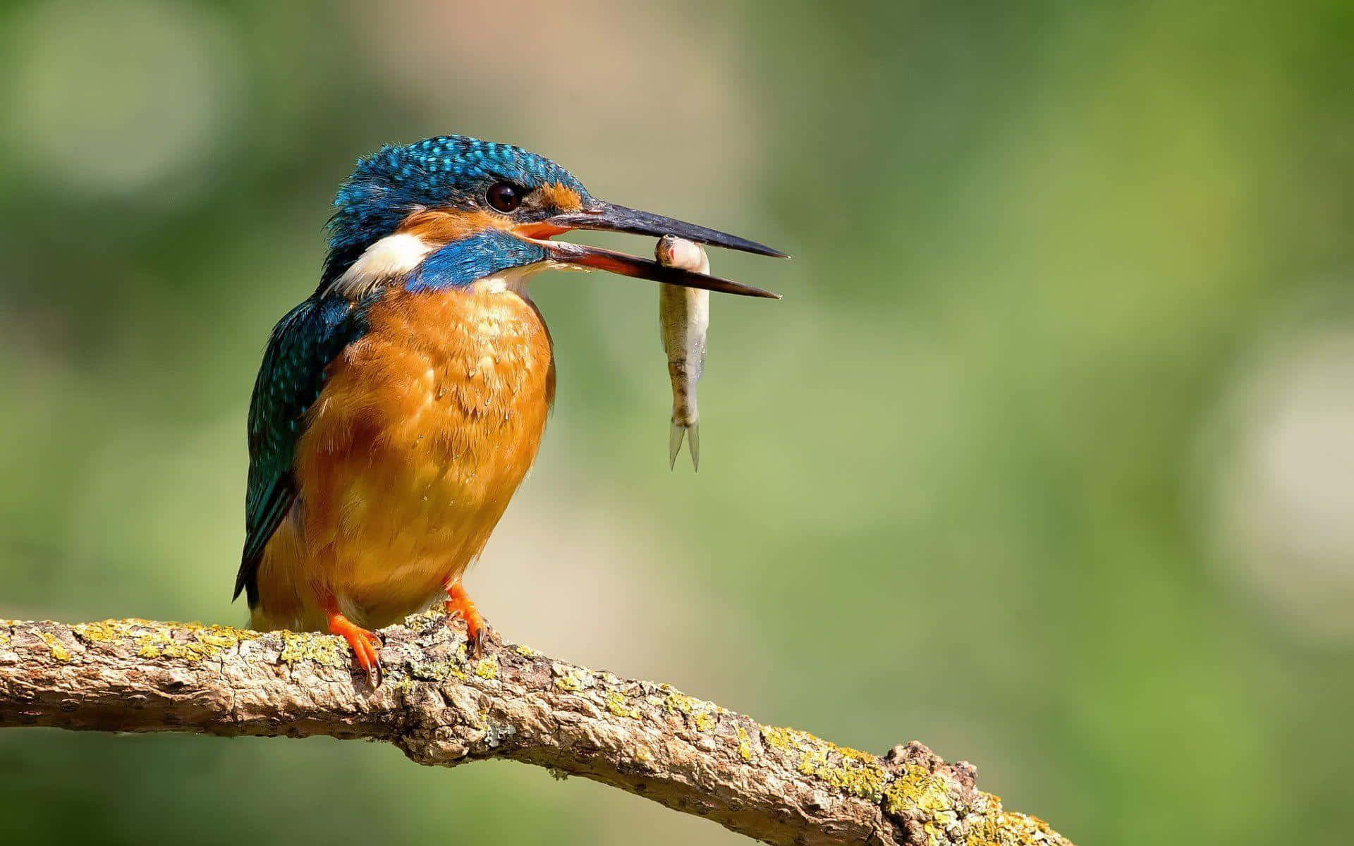 Kingfisher, mossy branch, small fish, Full HD Desktop Wallpaper