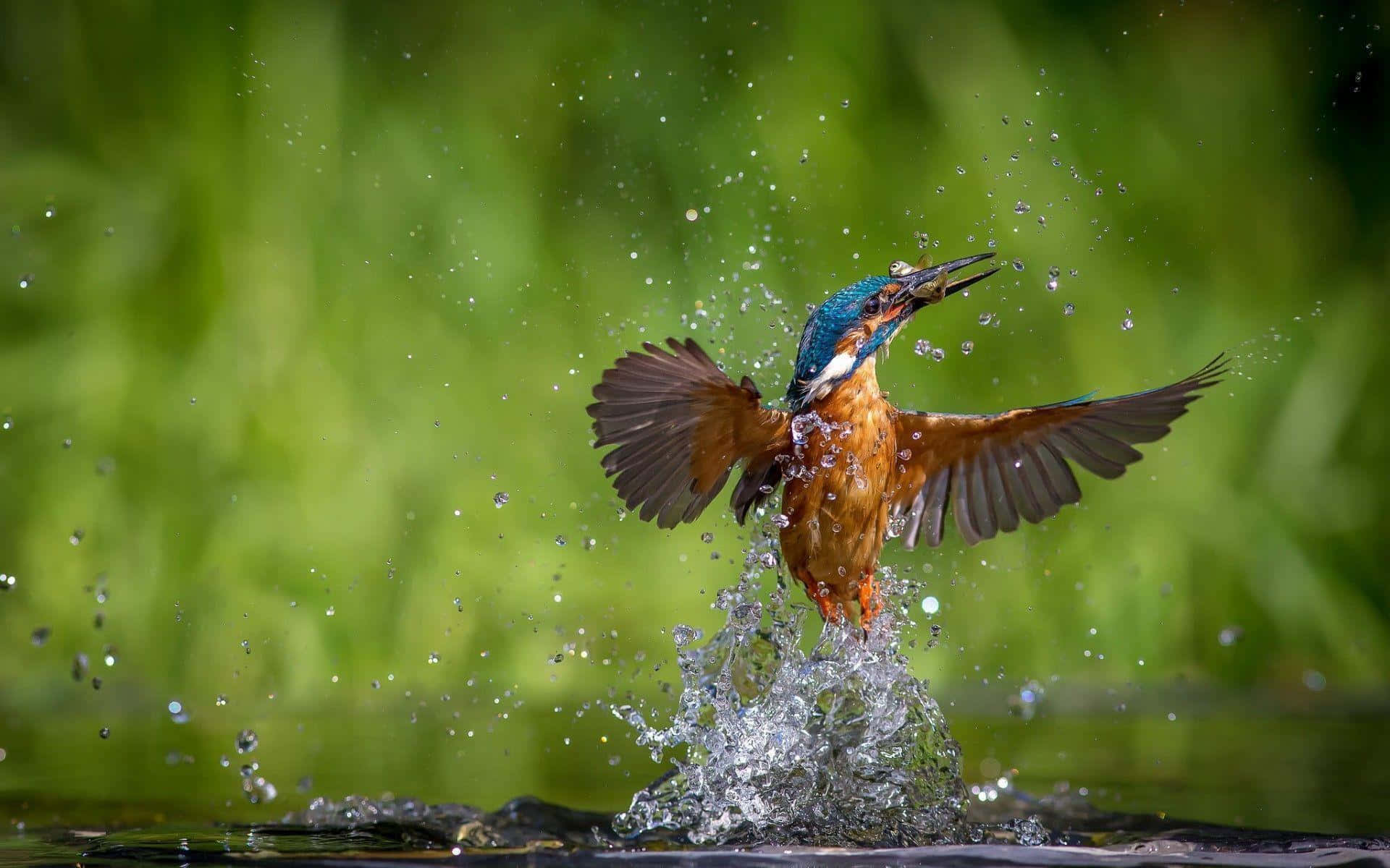 Kingfisher, wings spread, beak full of fish, Full HD Desktop Wallpaper