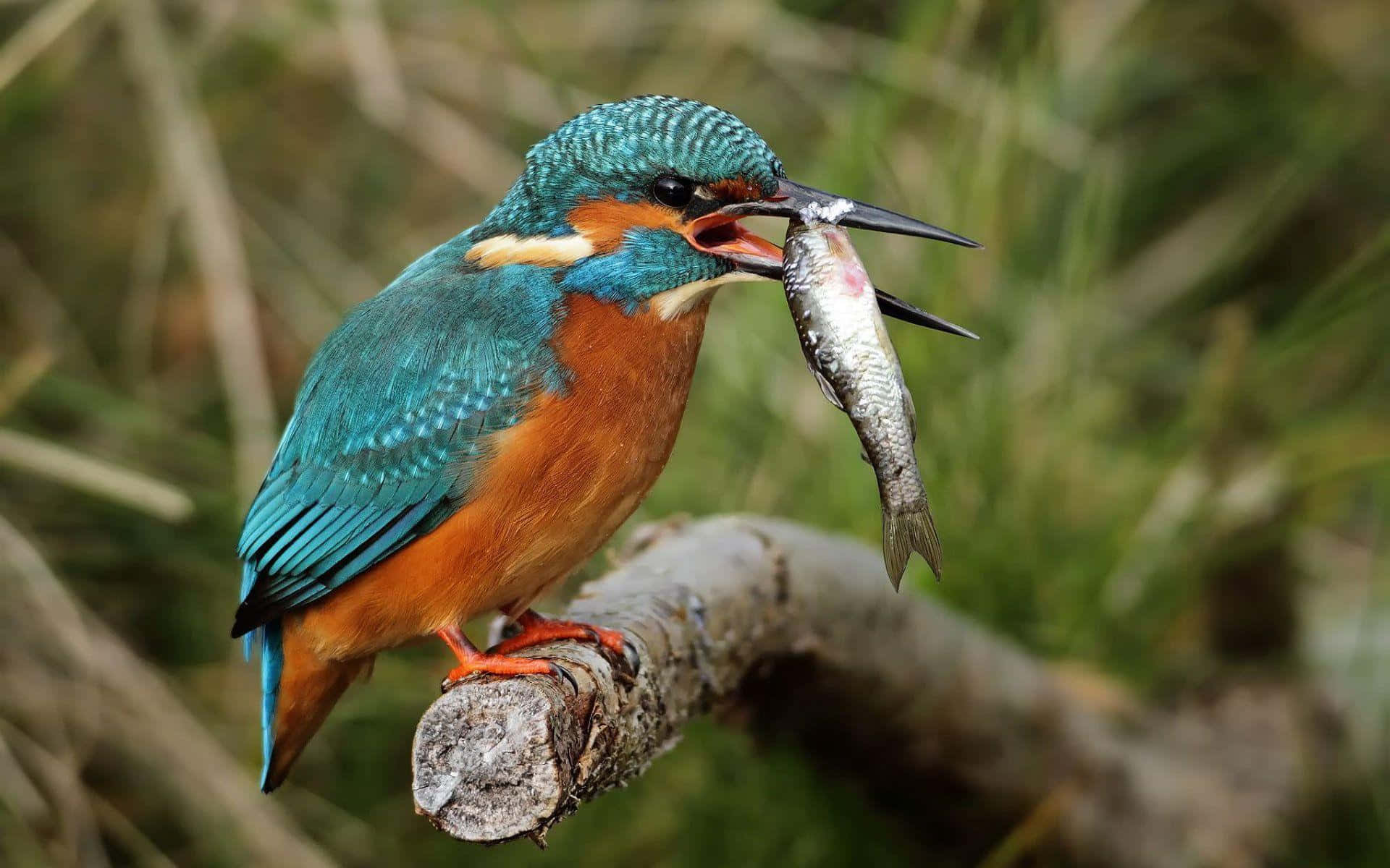 kingfisher, silvery fish, branch, Full HD Desktop Wallpaper