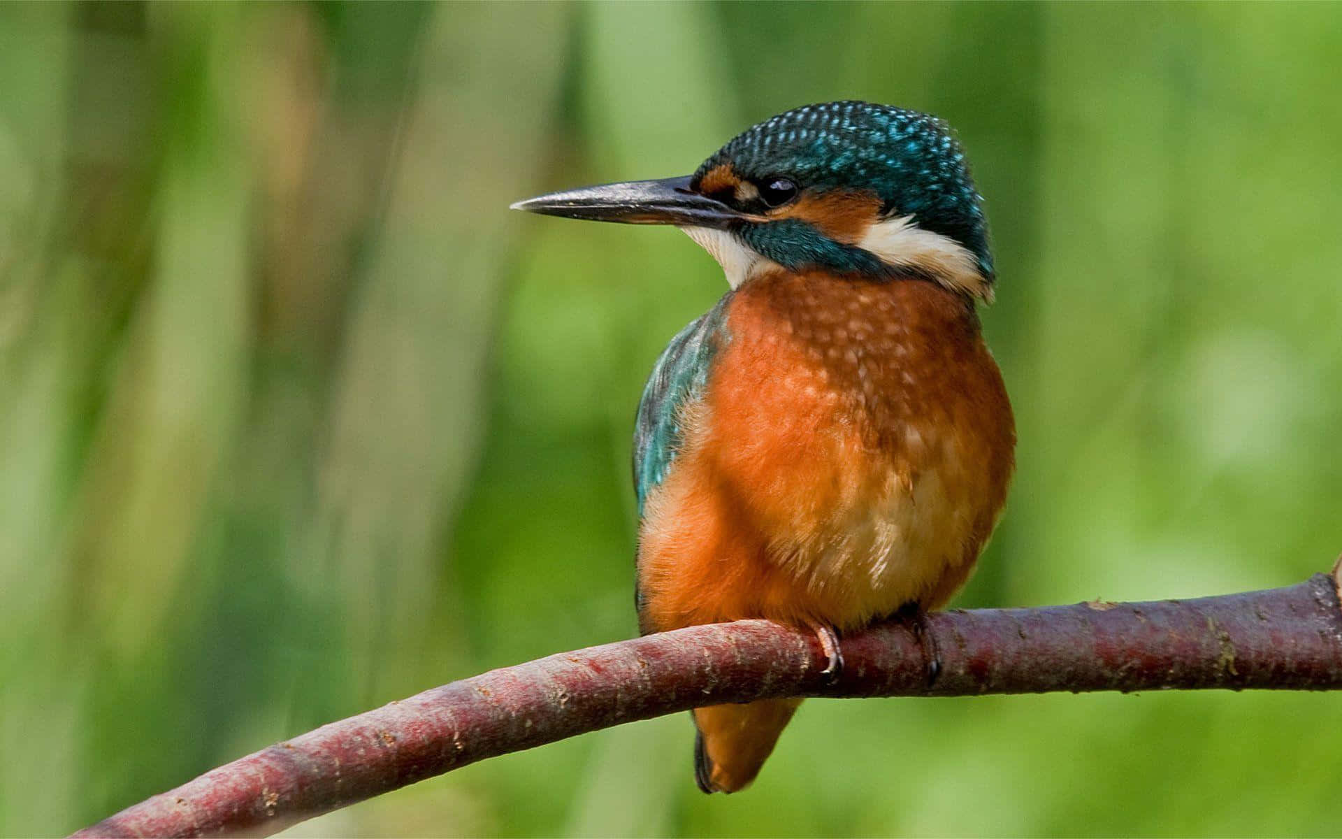 vibrant kingfisher, branch, soft green blurred background, Full HD Desktop Wallpaper