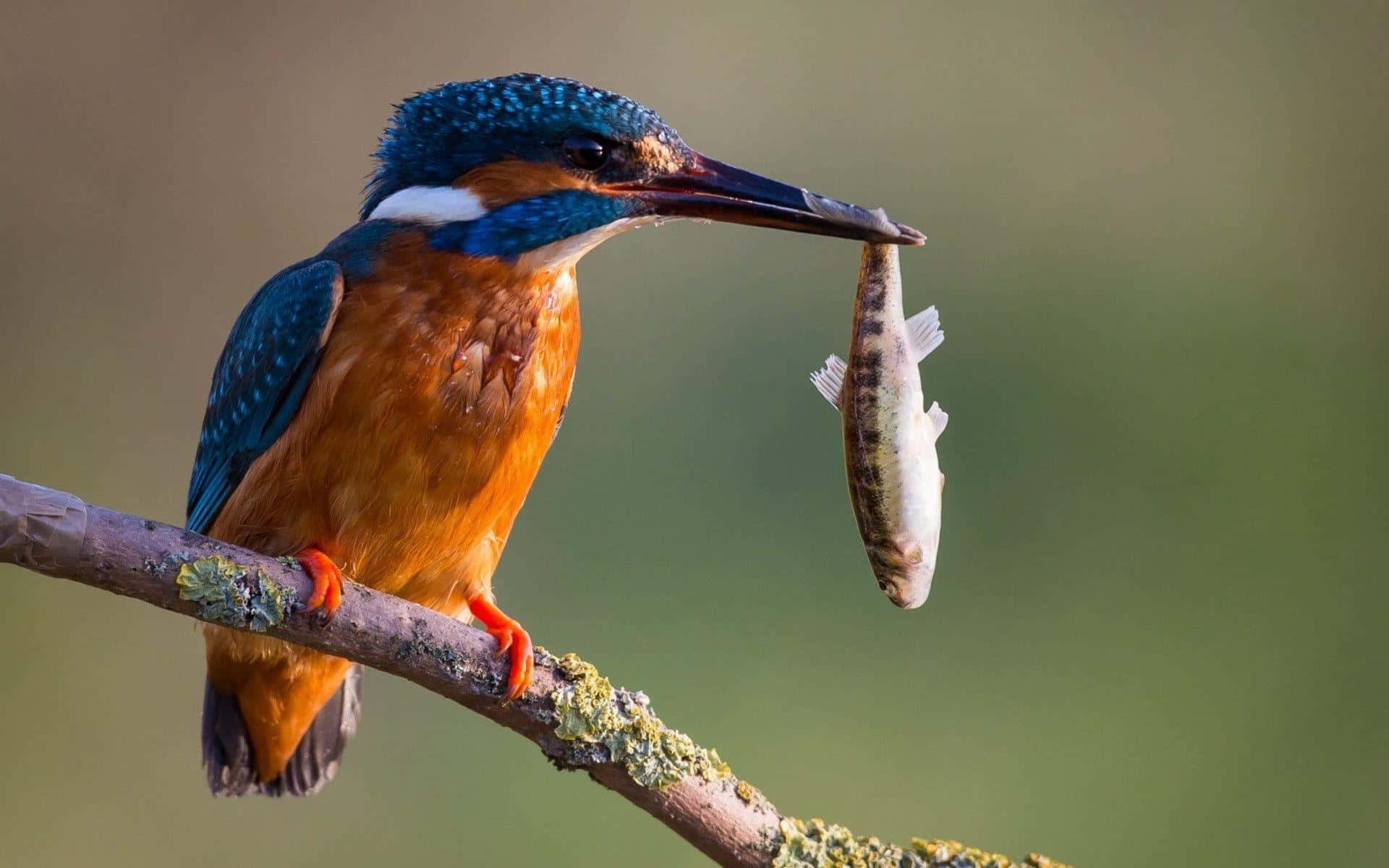 Kingfisher, mossy branch, small fish, Full HD Desktop Wallpaper