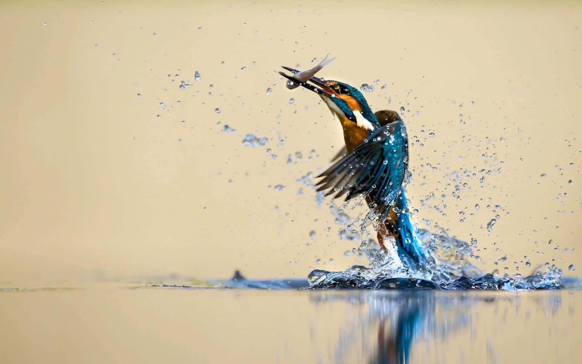 Kingfisher, catching fish, dynamic water splash, Full HD Desktop Wallpaper