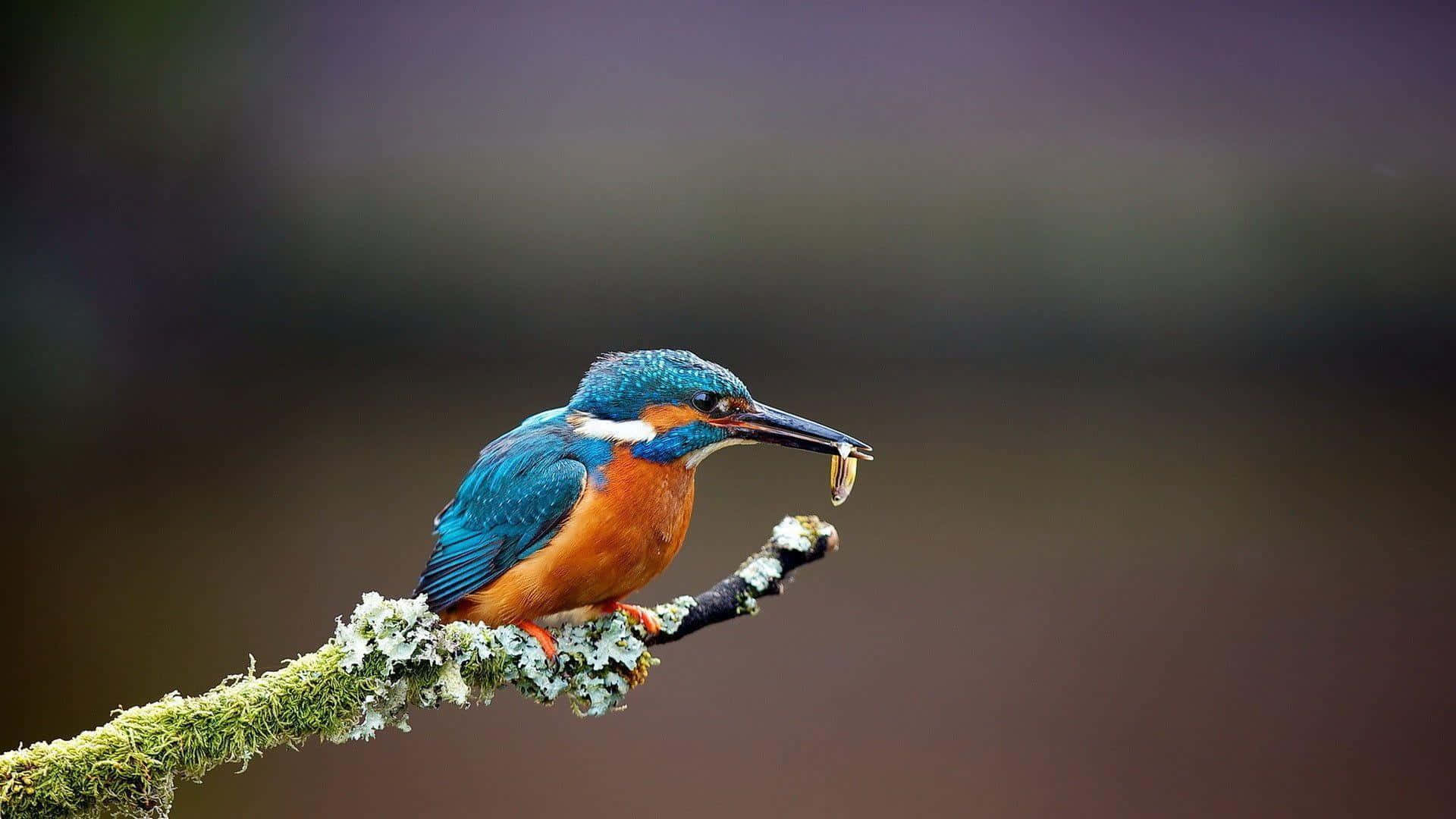 kingfisher, mossy branch, caught insect, Full HD Desktop Wallpaper