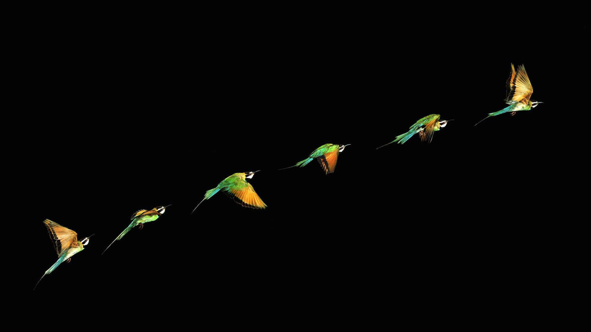 Kingfisher, vibrant green, orange, Full HD Desktop Wallpaper