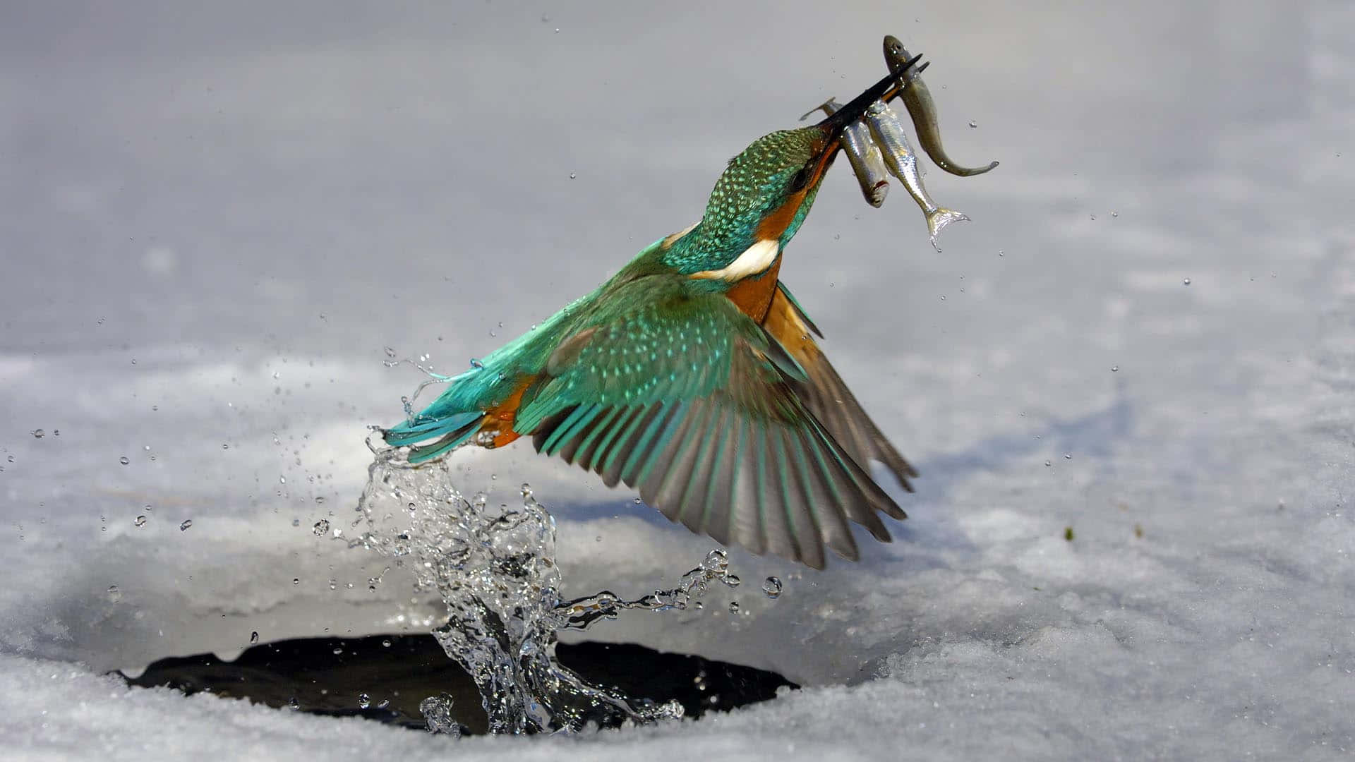 Kingfisher, icy water, snowy backdrop, Full HD Desktop Wallpaper