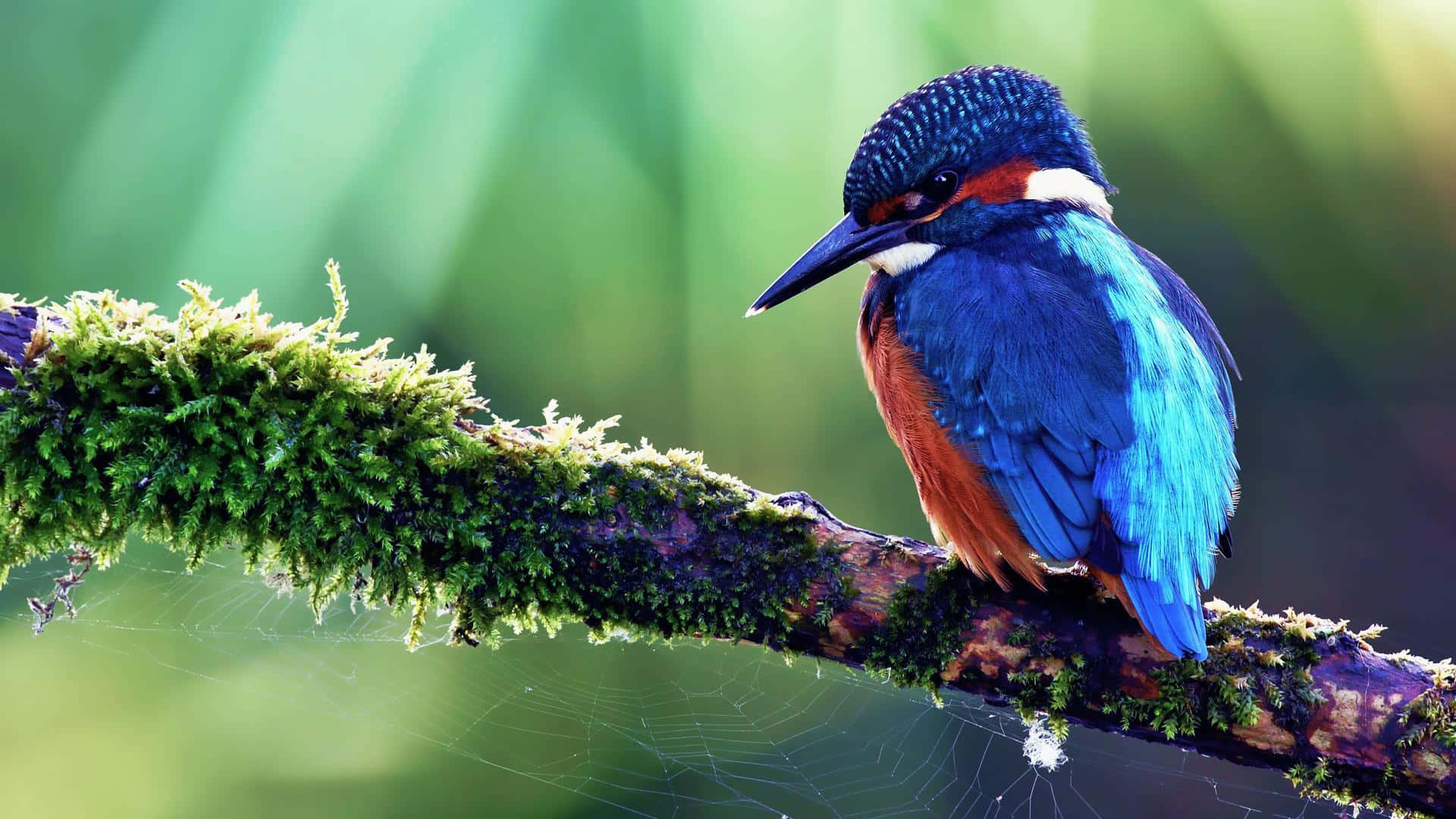 vibrant kingfisher, mossy branch, iridescent blue and orange plumage, Full HD Desktop Wallpaper