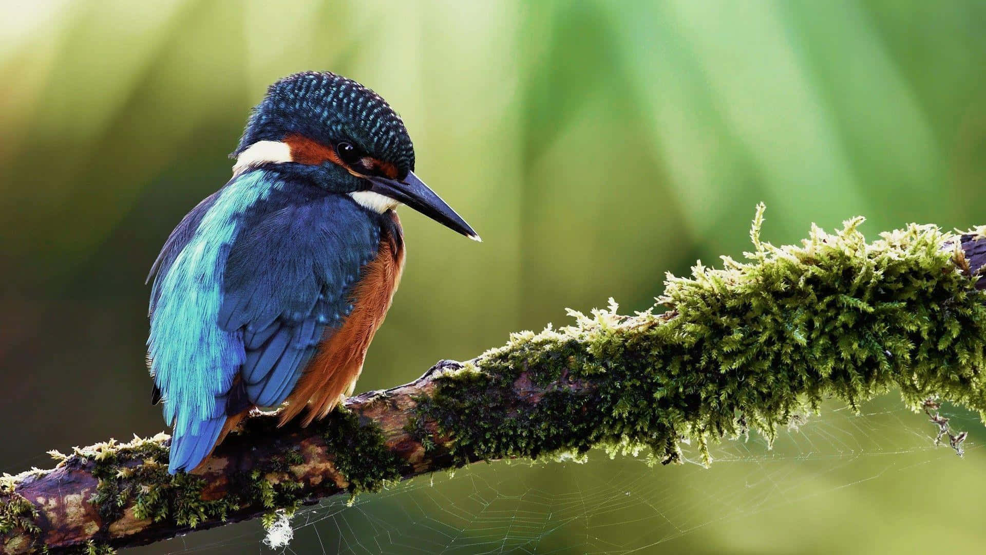 vibrant kingfisher, mossy branch, soft green blurred background, Full HD Desktop Wallpaper