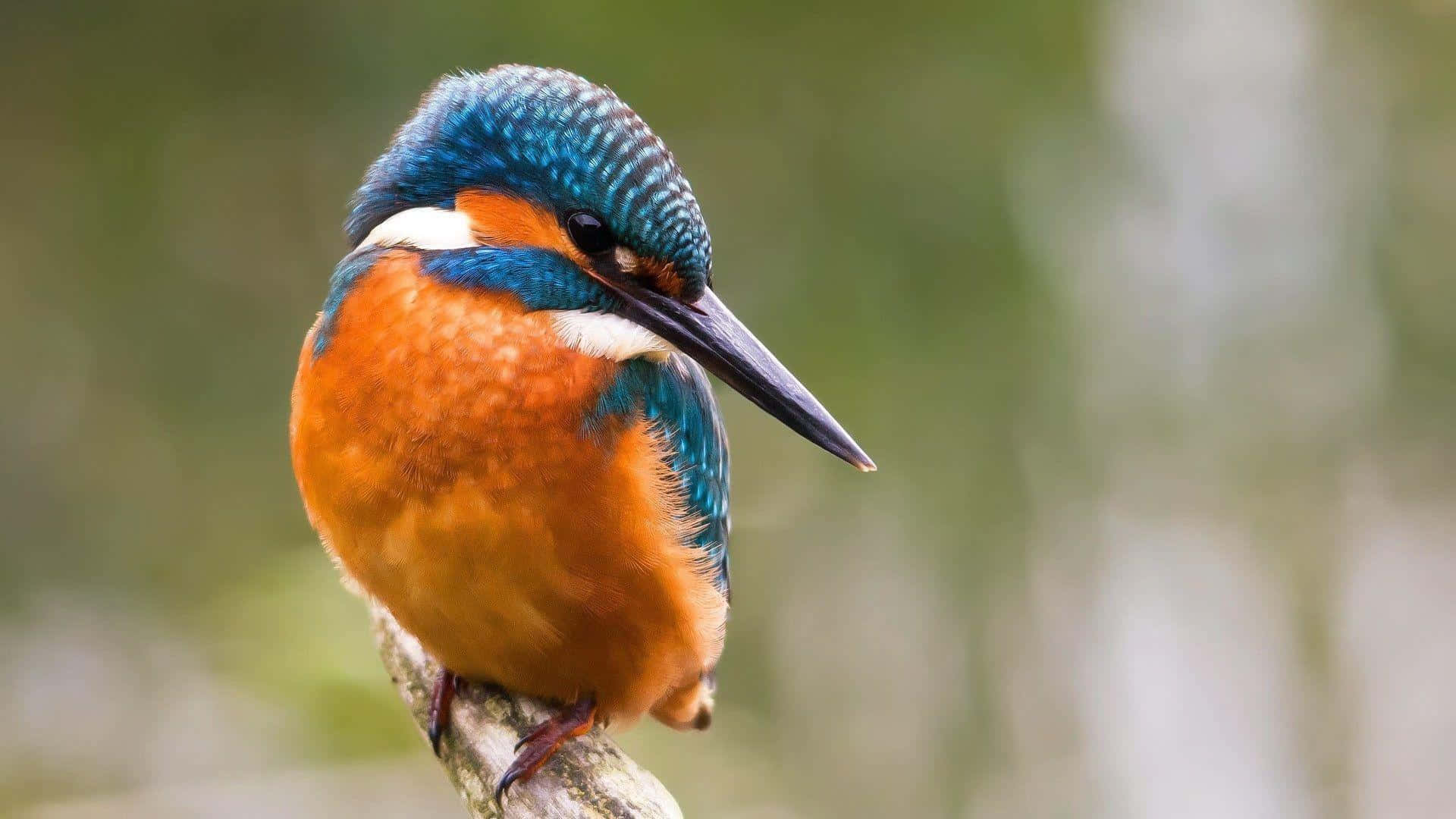 vibrant kingfisher, iridescent blue head, fiery orange chest, Full HD Desktop Wallpaper