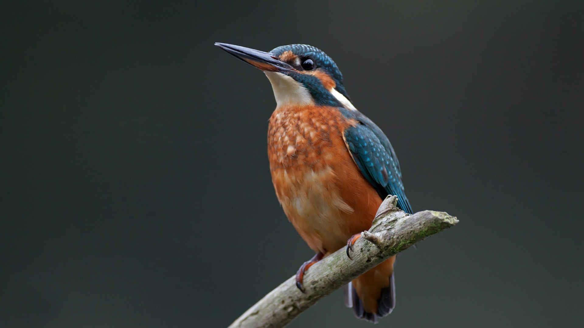 vibrant kingfisher, weathered branch, soft blurred dark background, Full HD Desktop Wallpaper