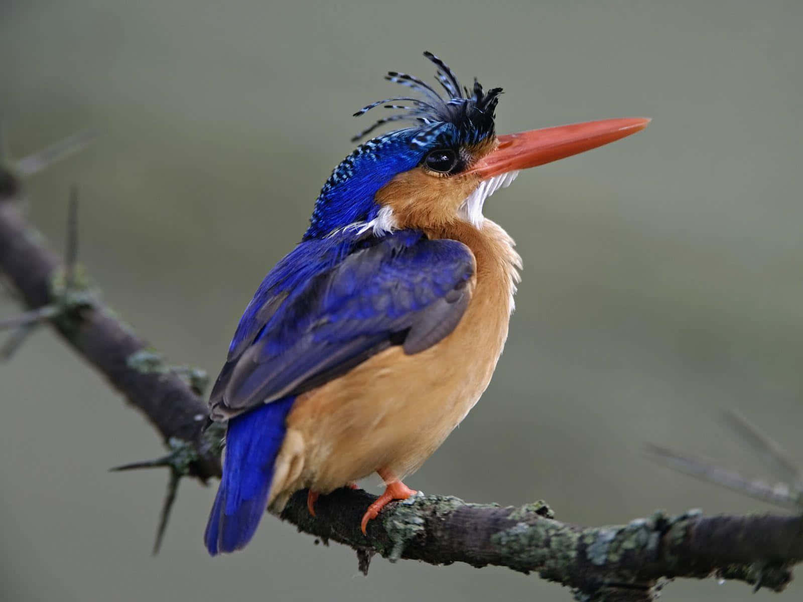 vibrant kingfisher, electric blue feathers, bright orange beak, HD Desktop Wallpaper