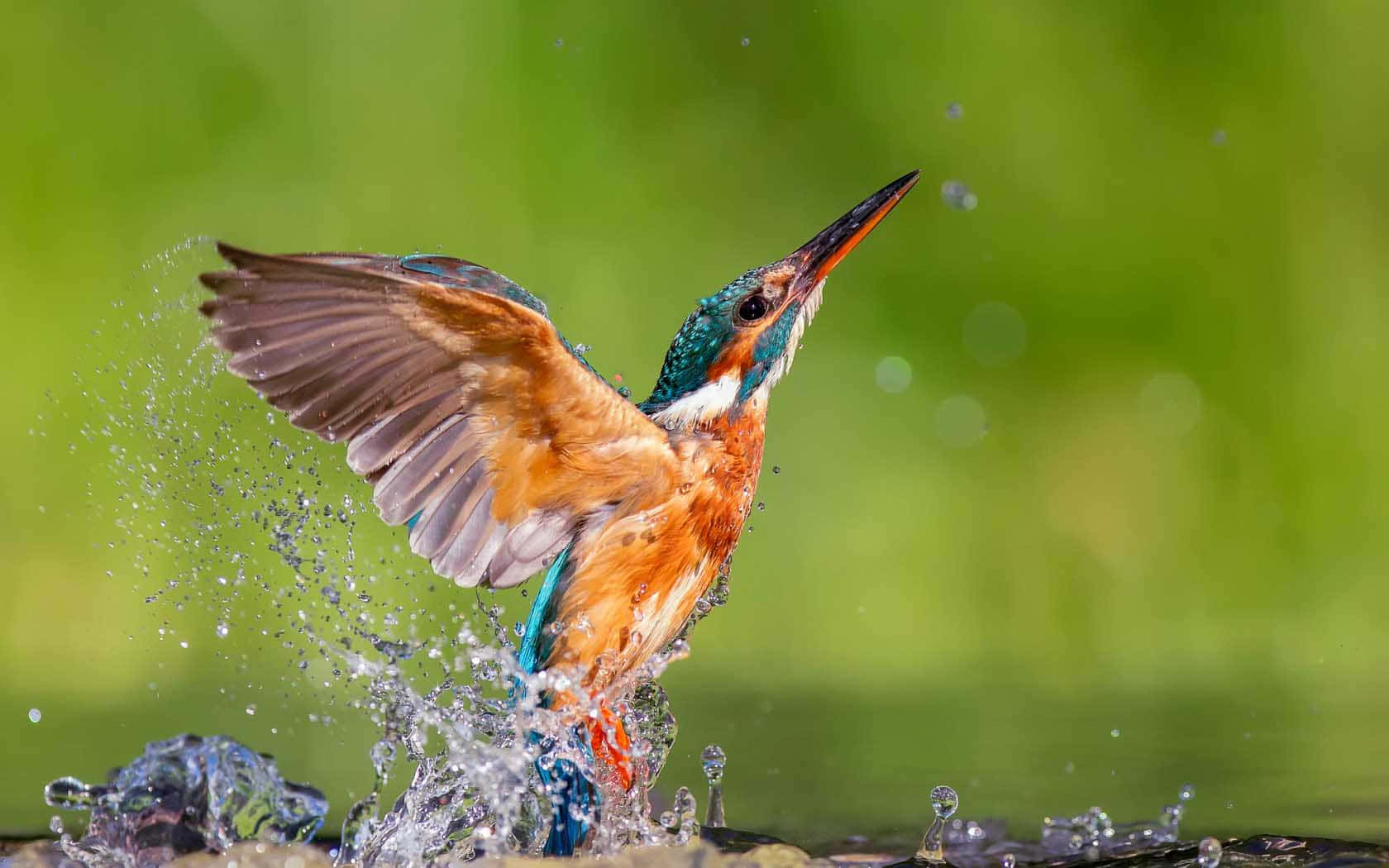 Kingfisher, splash, vibrant green blur background, HD Desktop Wallpaper