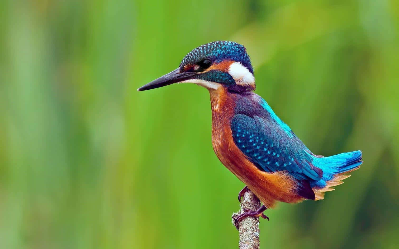 vibrant kingfisher, iridescent blue and orange plumage, branch, HD Desktop Wallpaper