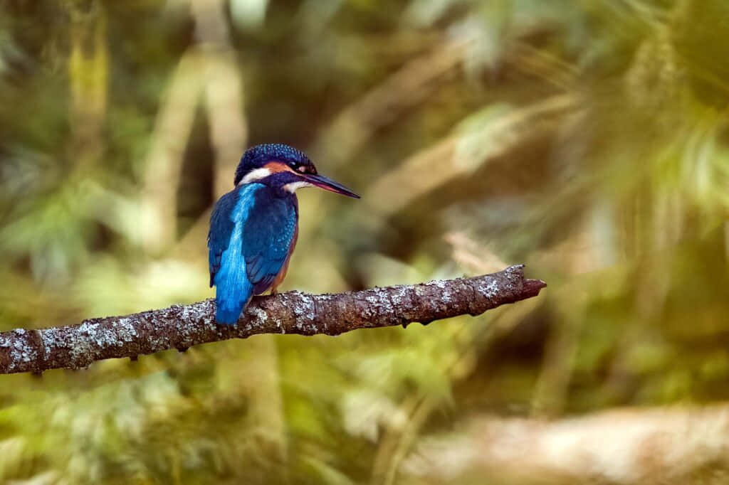 vibrant blue kingfisher, mossy branch, soft green forest backdrop, SD Desktop Wallpaper