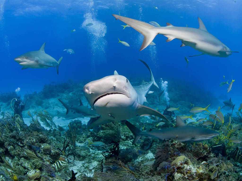 Kiribati, marine life, school of sharks, SD Desktop Wallpaper