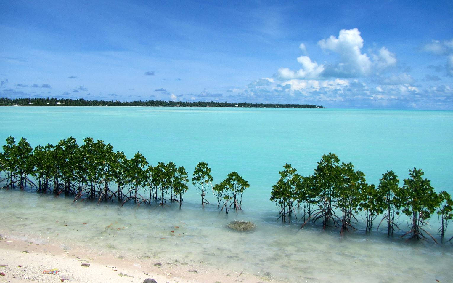 Kiribati, mangrove atoll, exposed roots, HD Desktop Wallpaper