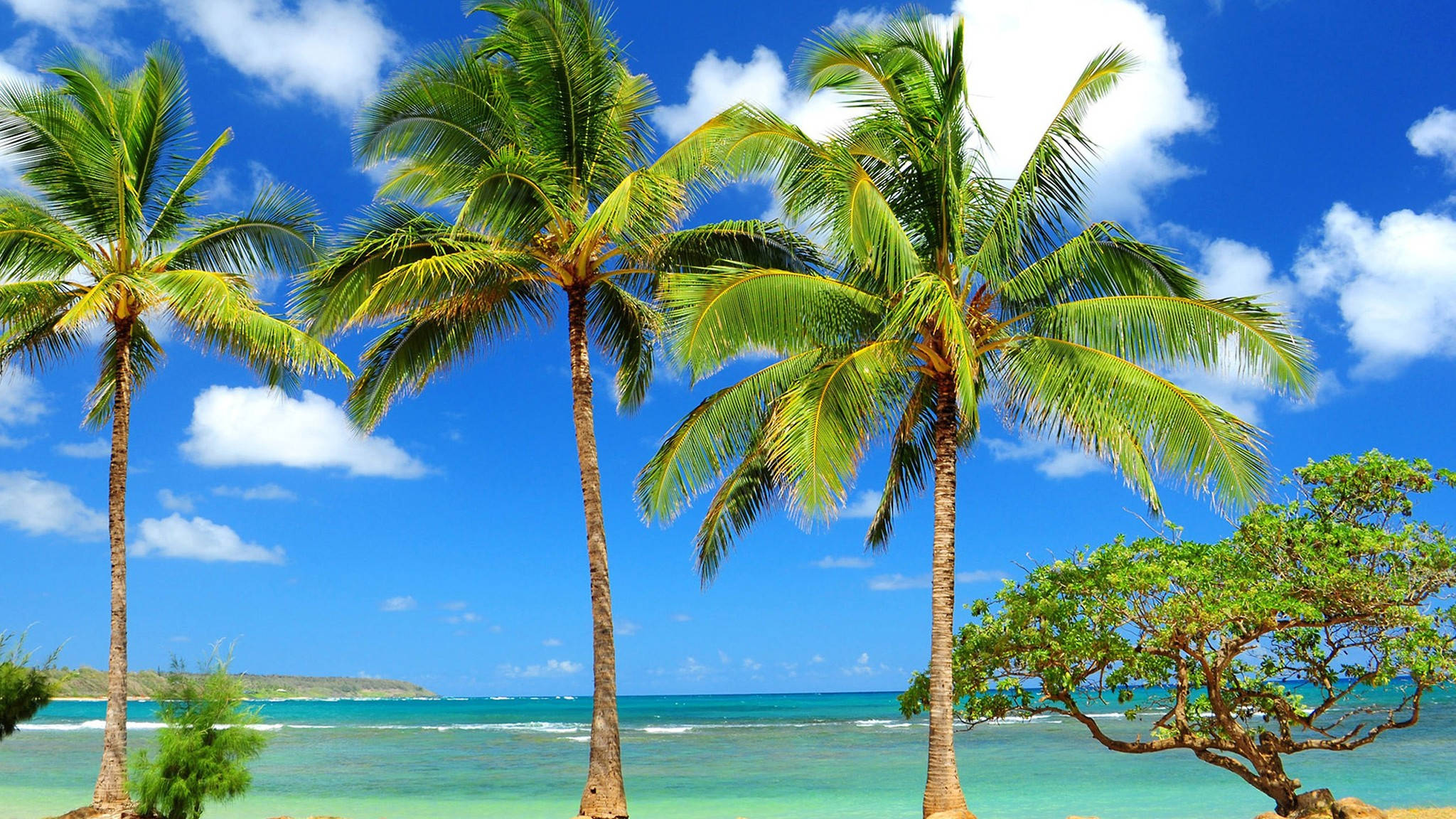 Kiribati, palm trees, vibrant blue sky, Full HD Desktop Wallpaper