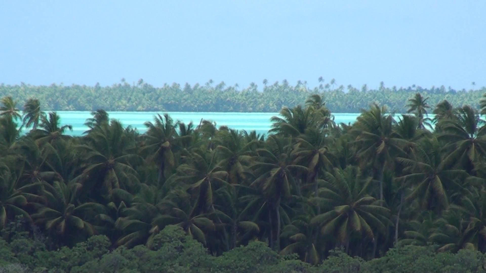 Kiribati, palm tree forest, turquoise lagoon, Full HD Desktop Wallpaper