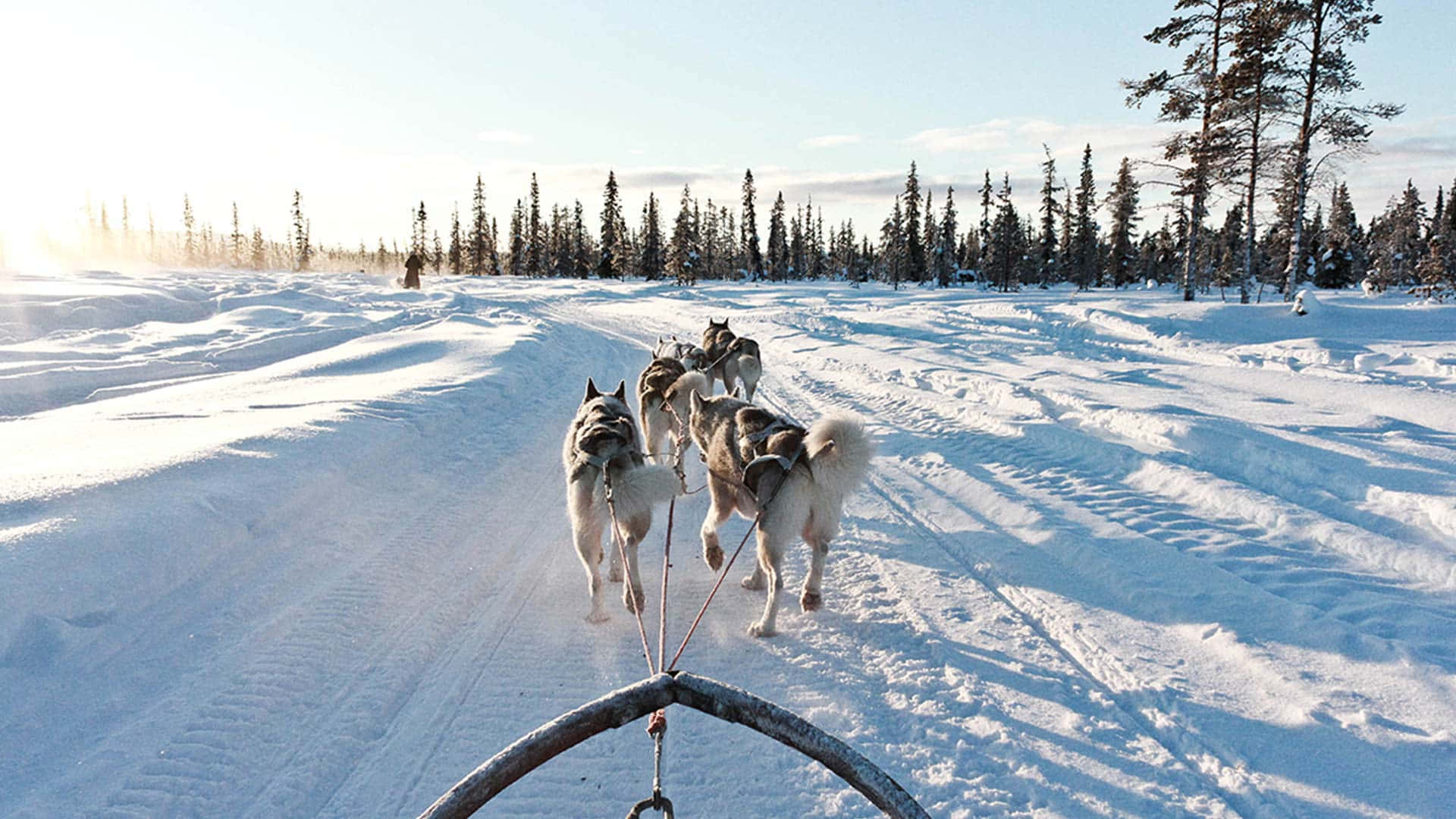 Kiruna, huskies, sled, Full HD Desktop Wallpaper