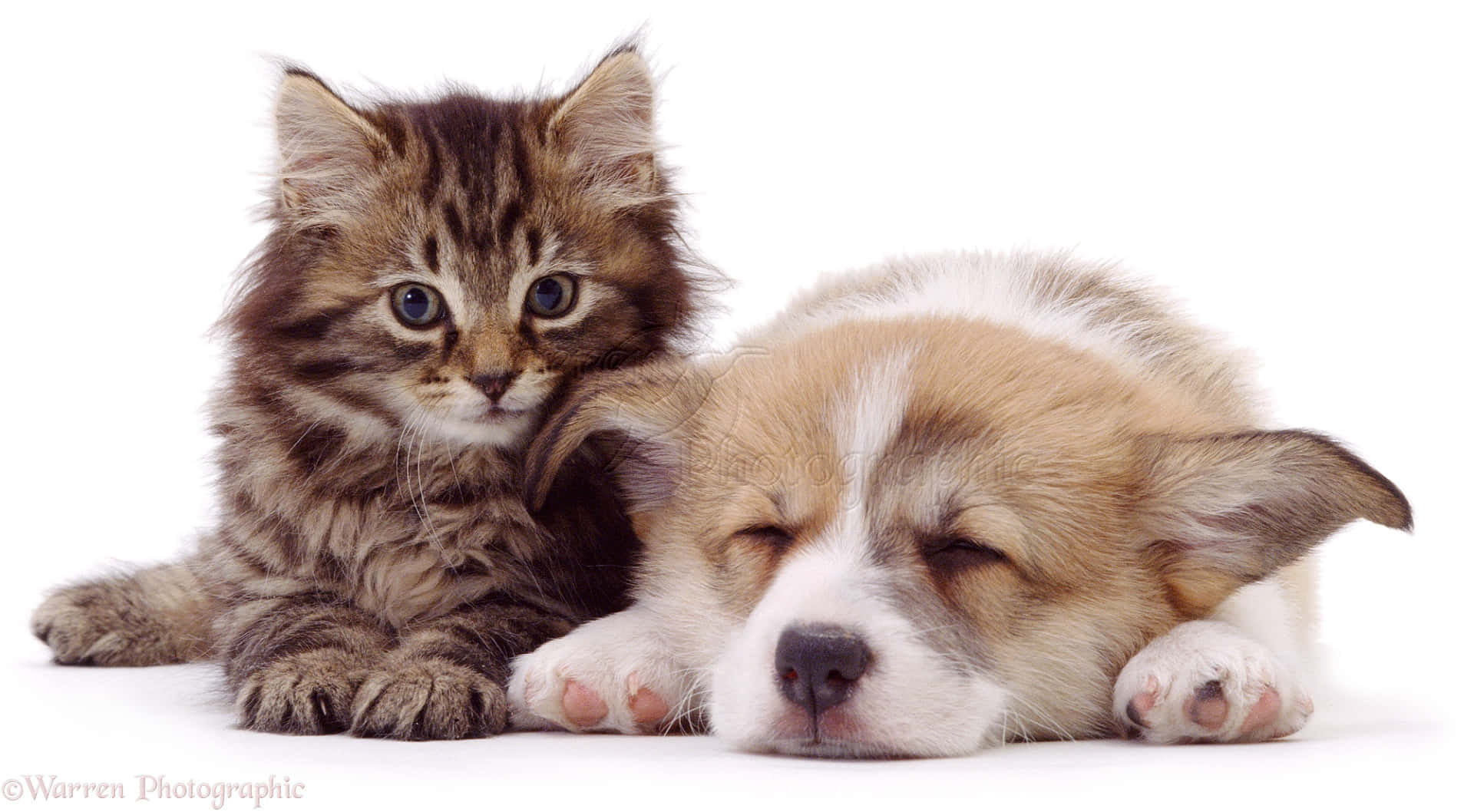 fluffy tabby kitten, sleeping corgi puppy, stark white background, Full HD Desktop Wallpaper