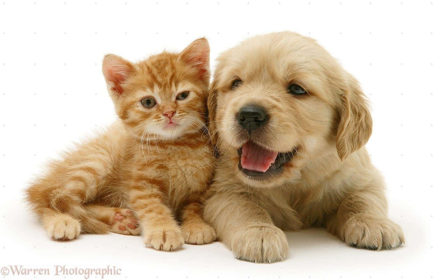 ginger kitten, golden retriever puppy, clean white background, HD Desktop Wallpaper